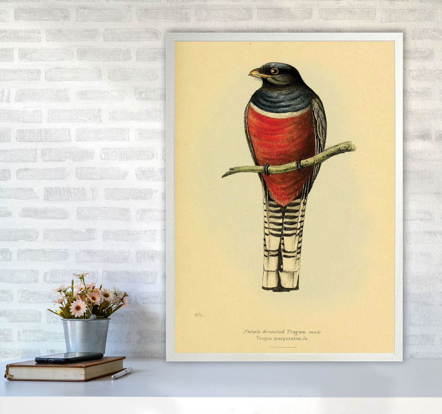 Purple Breasted Trogon Art Print by Jason Stanley A1 Oak Frame