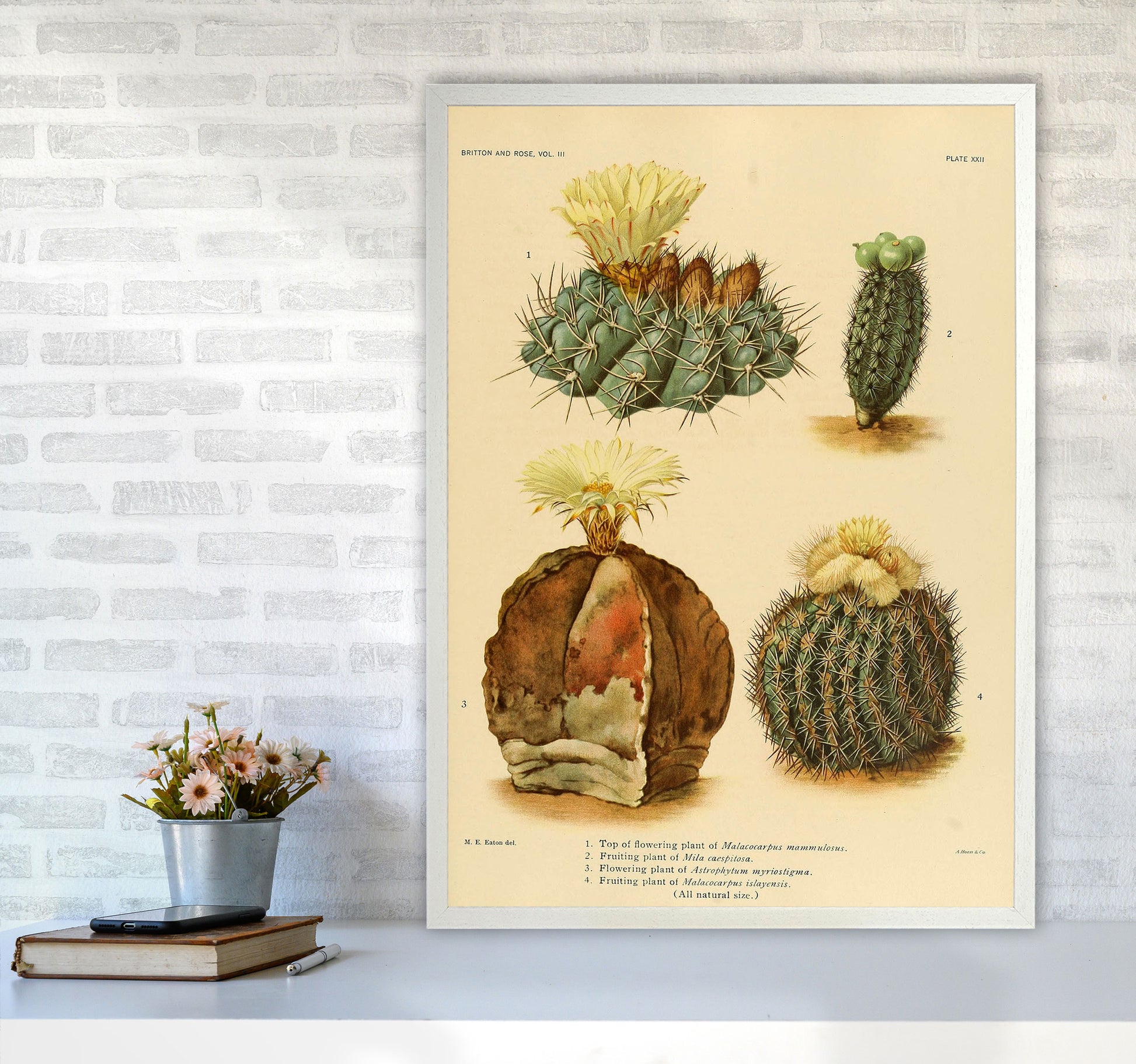 Cactus Series 16 Art Print by Jason Stanley A1 Oak Frame