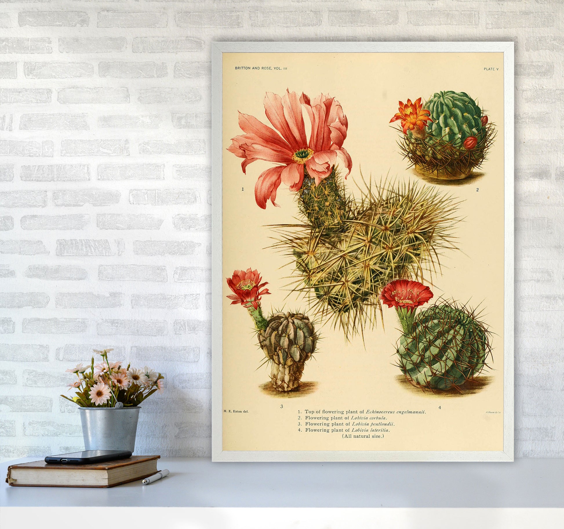 Cactus Series 4 Art Print by Jason Stanley A1 Oak Frame