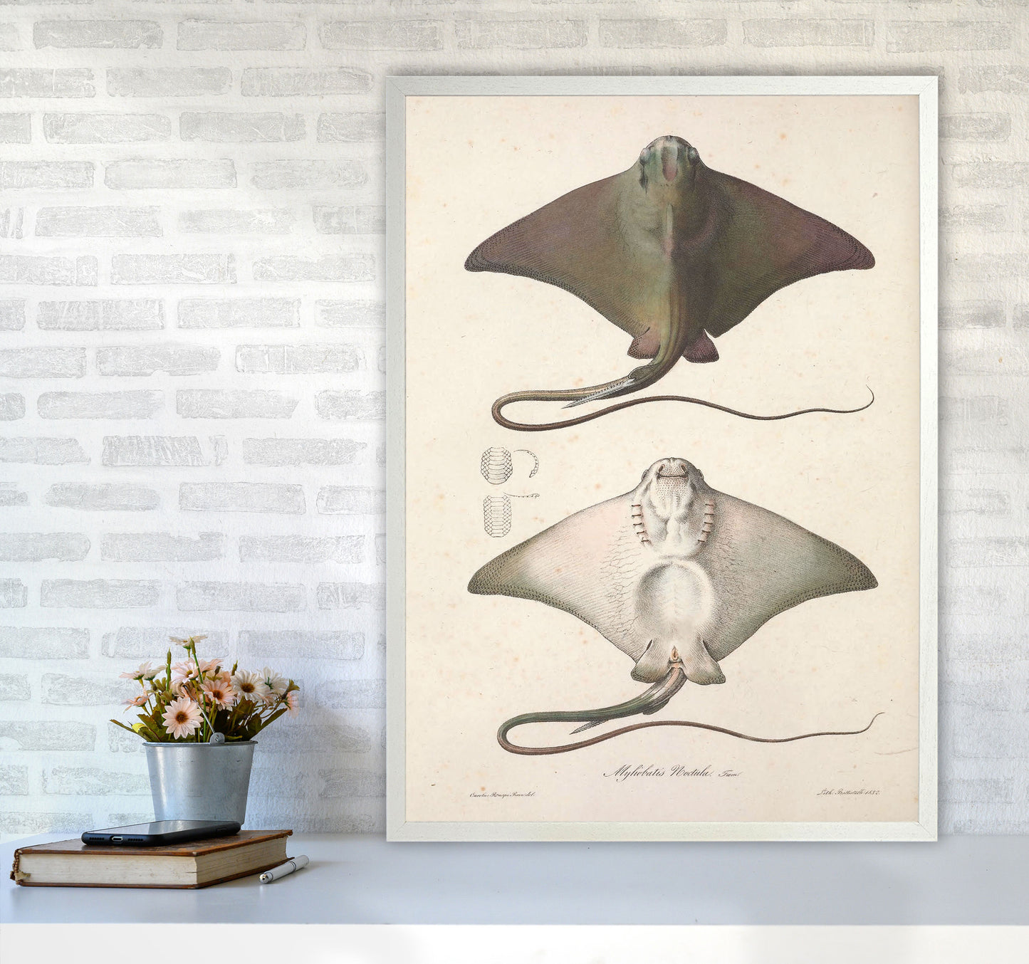Vintage Stingray Art Print by Jason Stanley A1 Oak Frame