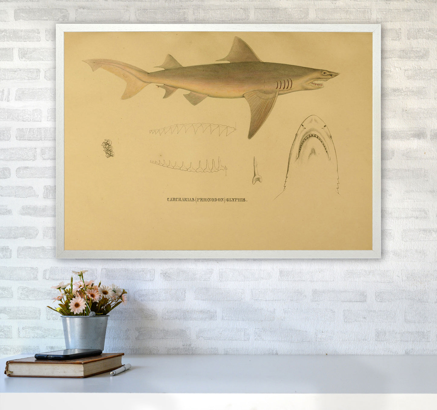 Shark Series 3 Art Print by Jason Stanley A1 Oak Frame