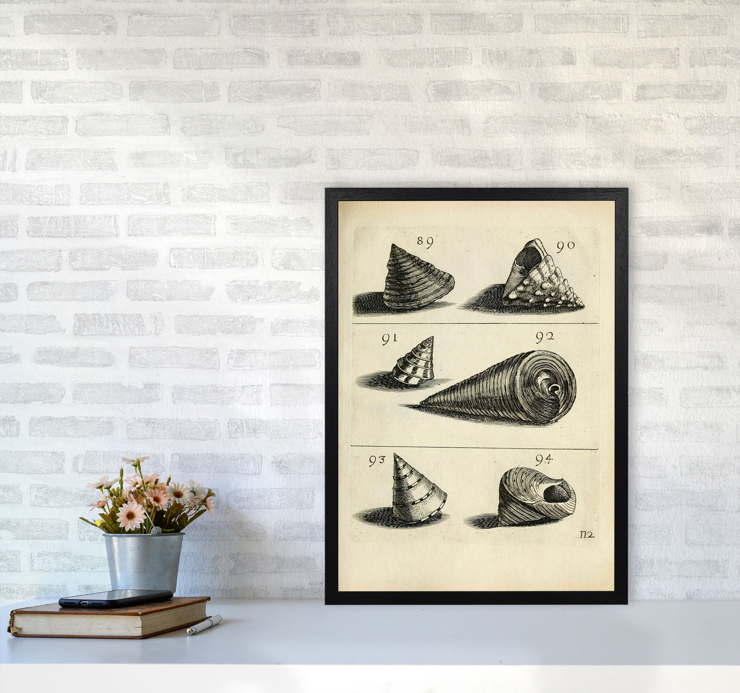 Set Of Vintage Shells Art Print by Jason Stanley A2 White Frame