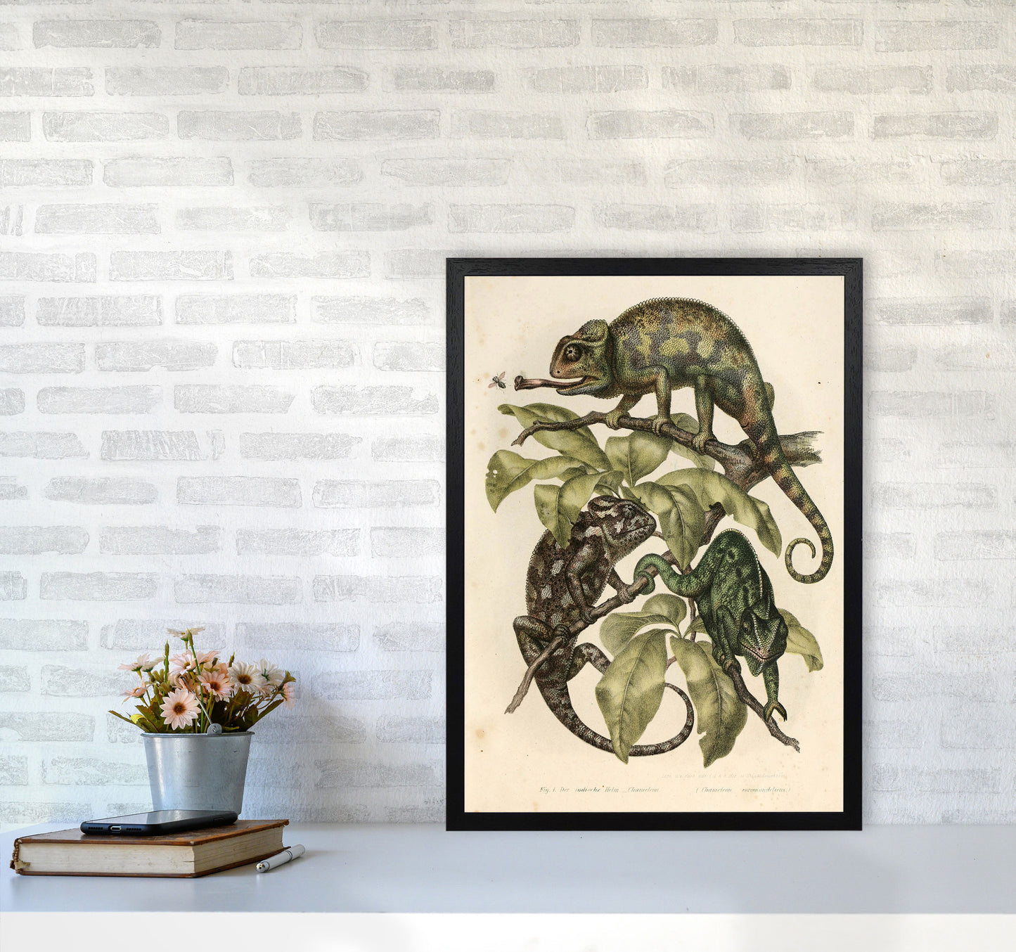 Vintage Chameleon Illustration Art Print by Jason Stanley A2 White Frame