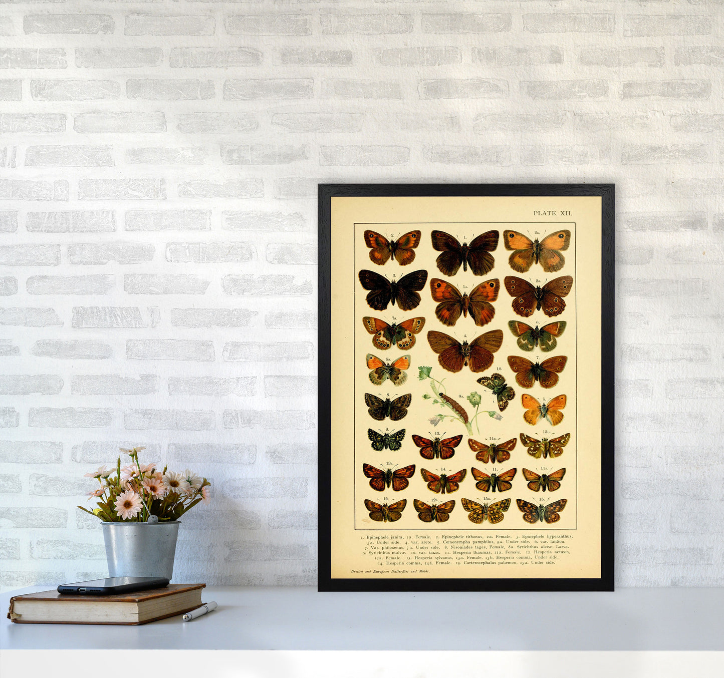 Vintage Butterfly Illustration #2 Art Print by Jason Stanley A2 White Frame