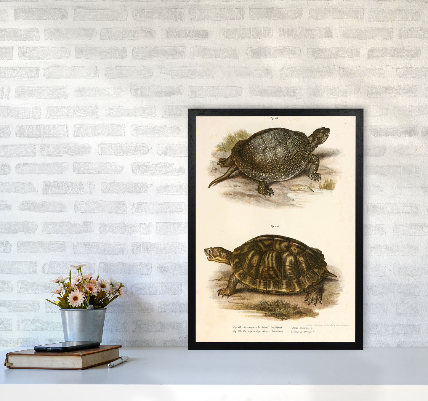 Vintage Turtle Illustration Art Print by Jason Stanley A2 White Frame
