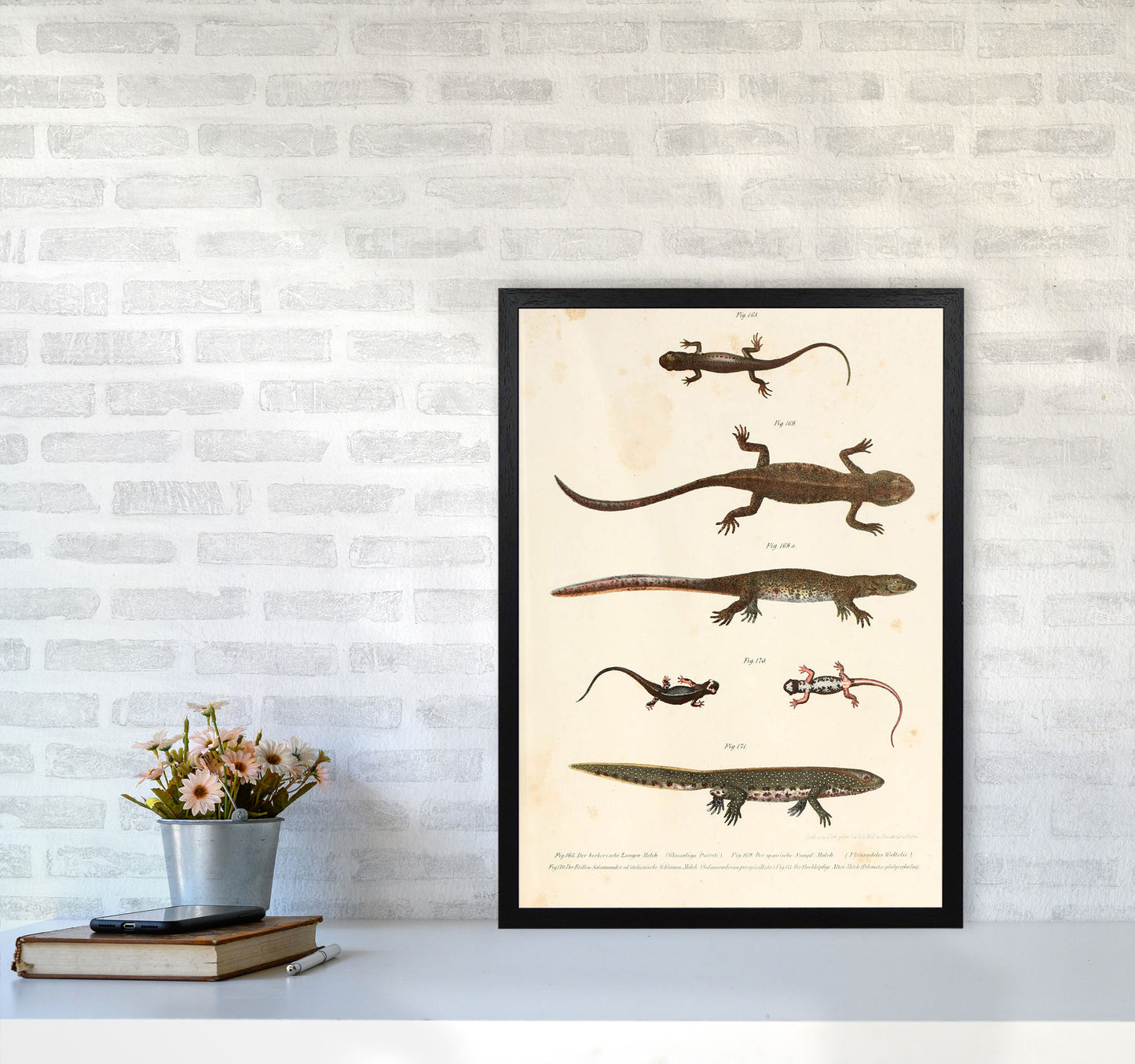 Vintage Newt Illustration Art Print by Jason Stanley A2 White Frame