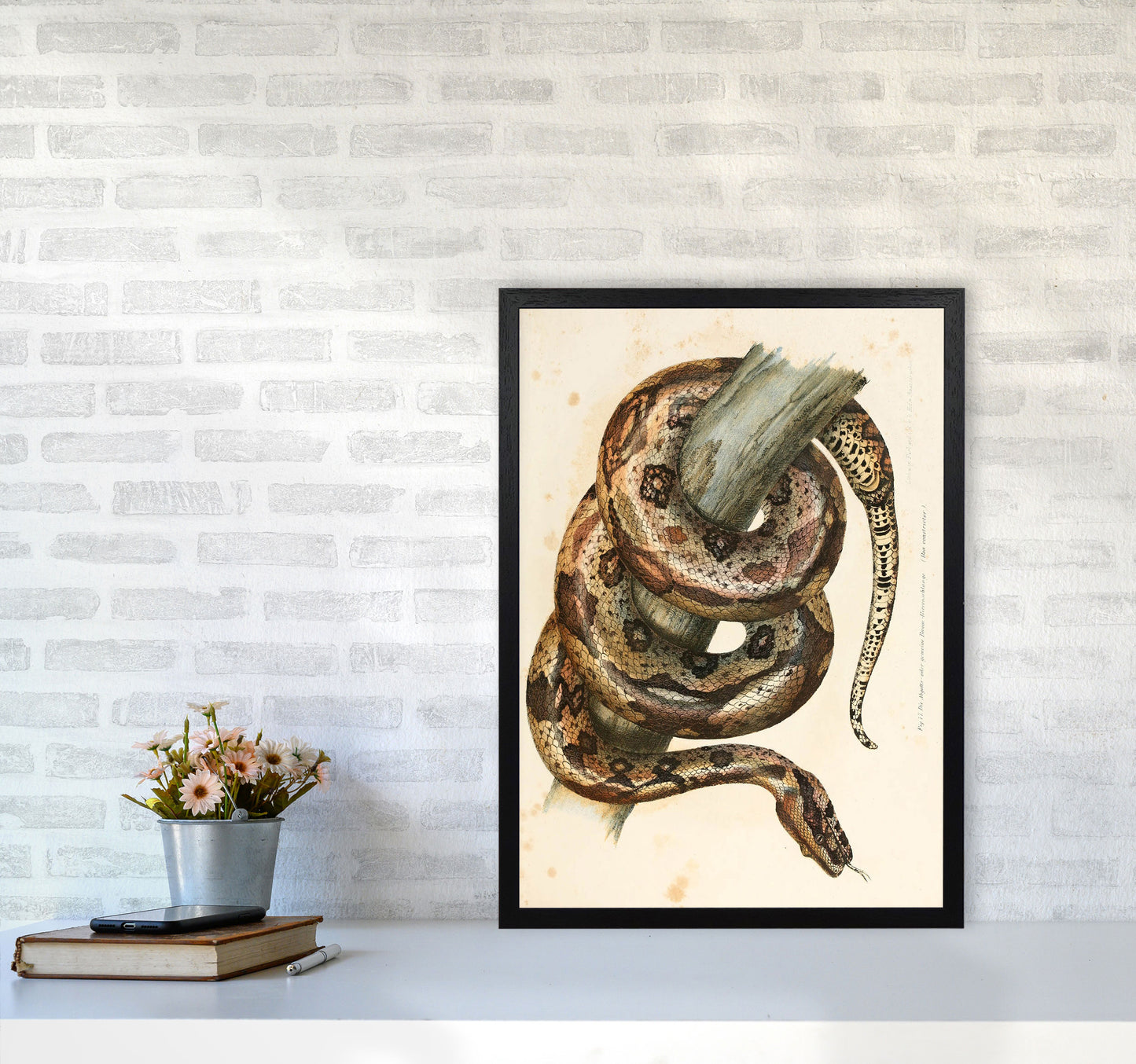 Vintage Snake Illustration Art Print by Jason Stanley A2 White Frame