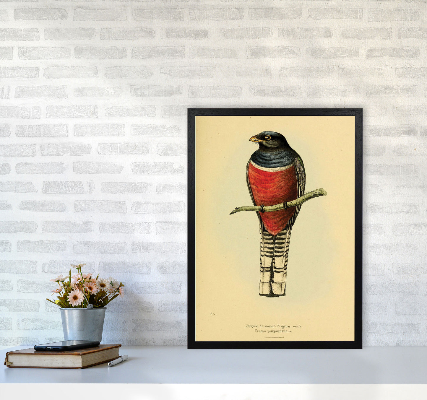 Purple Breasted Trogon Art Print by Jason Stanley A2 White Frame