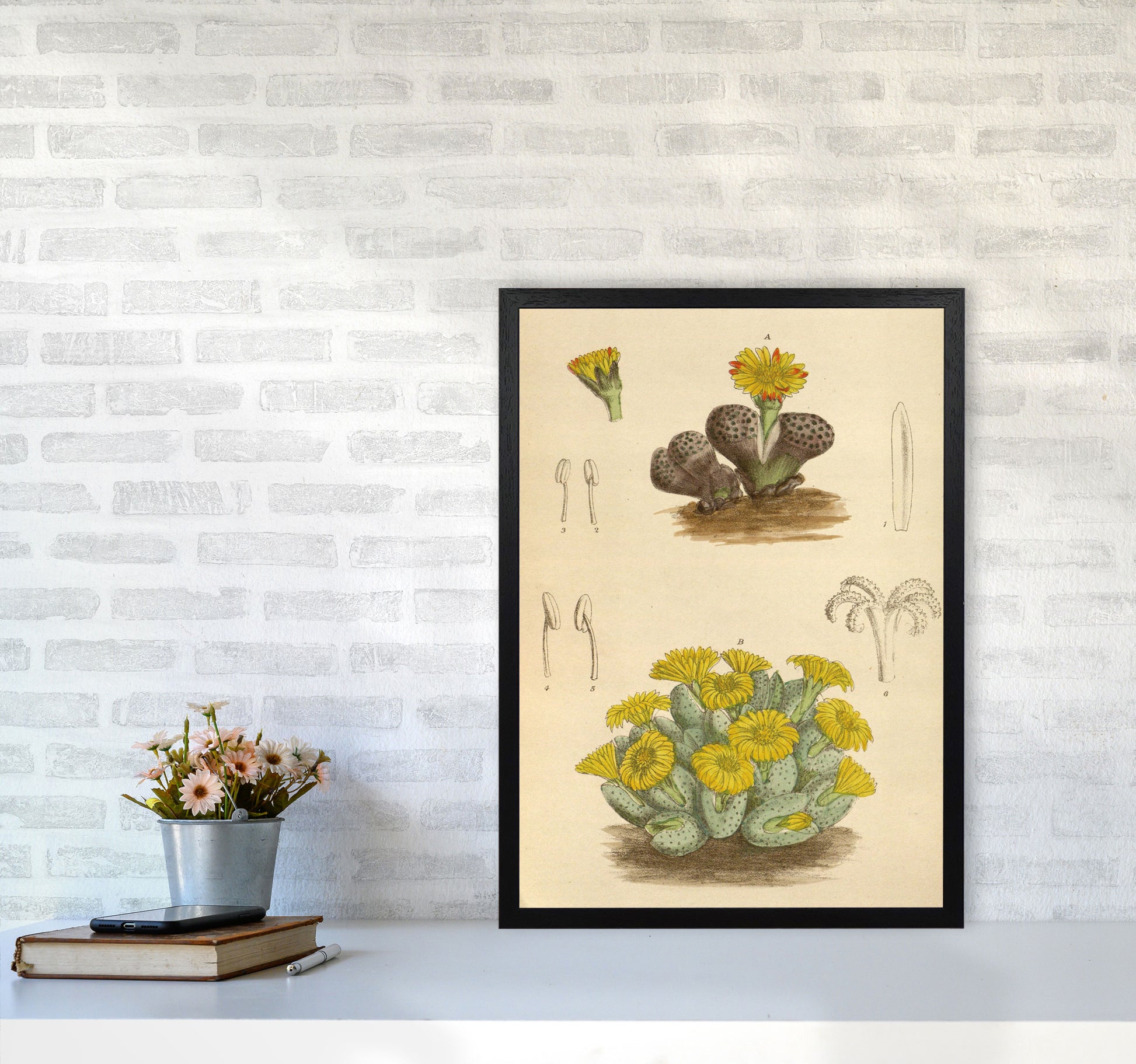 Vintage Cactus III Art Print by Jason Stanley A2 White Frame