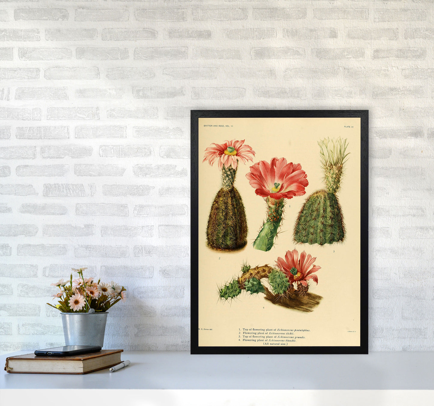 Cactus Series 2 Art Print by Jason Stanley A2 White Frame