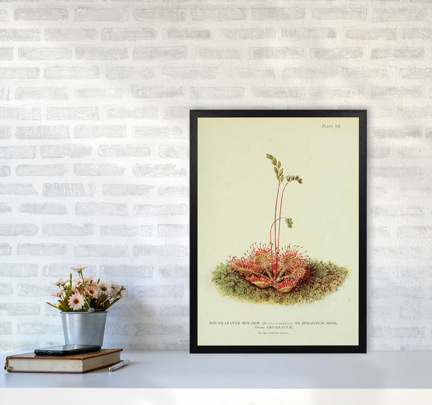 Venus Fly Trap Art Print by Jason Stanley A2 White Frame