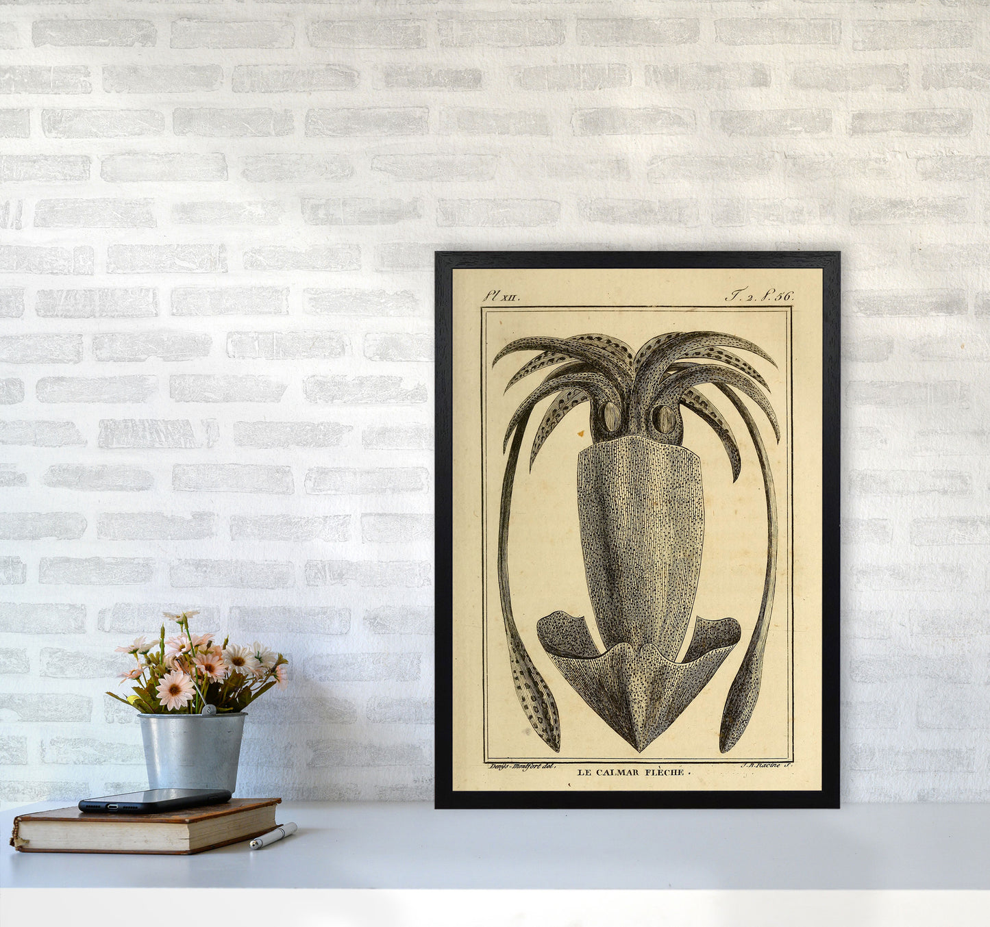 Vintage Squid 2 Art Print by Jason Stanley A2 White Frame
