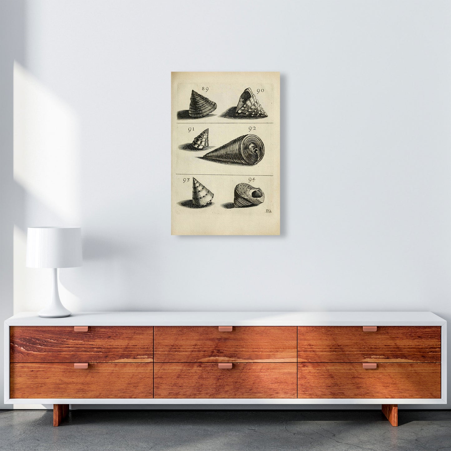 Set Of Vintage Shells Art Print by Jason Stanley A2 Canvas