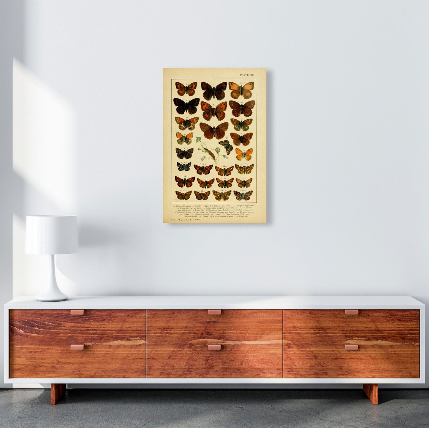Vintage Butterfly Illustration #2 Art Print by Jason Stanley A2 Canvas