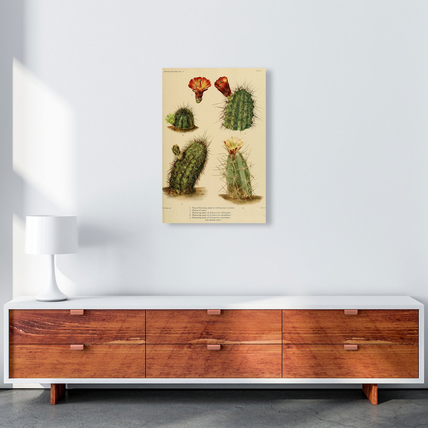 Cactus Series 1 Art Print by Jason Stanley A2 Canvas