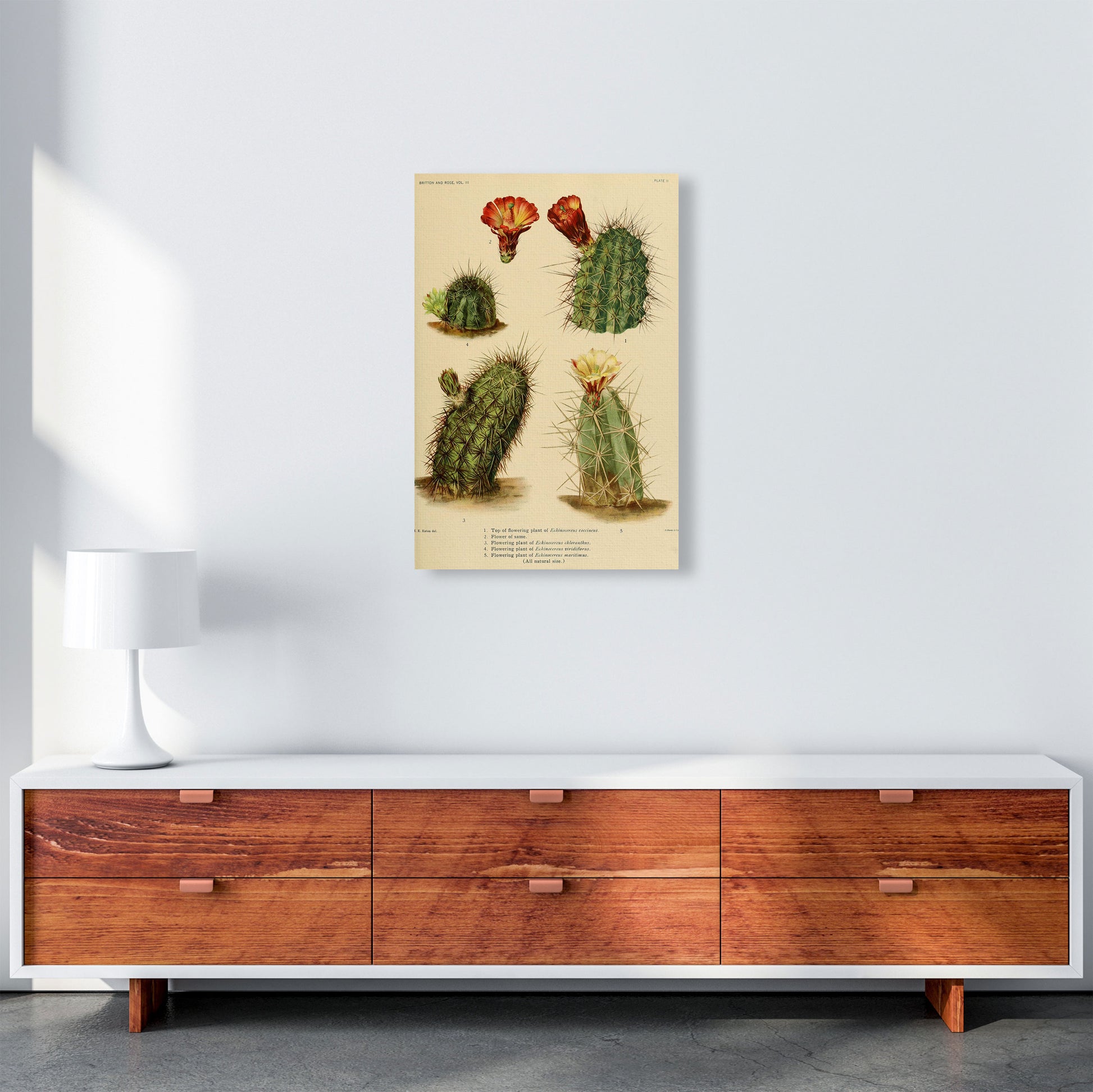 Cactus Series 1 Art Print by Jason Stanley A2 Canvas