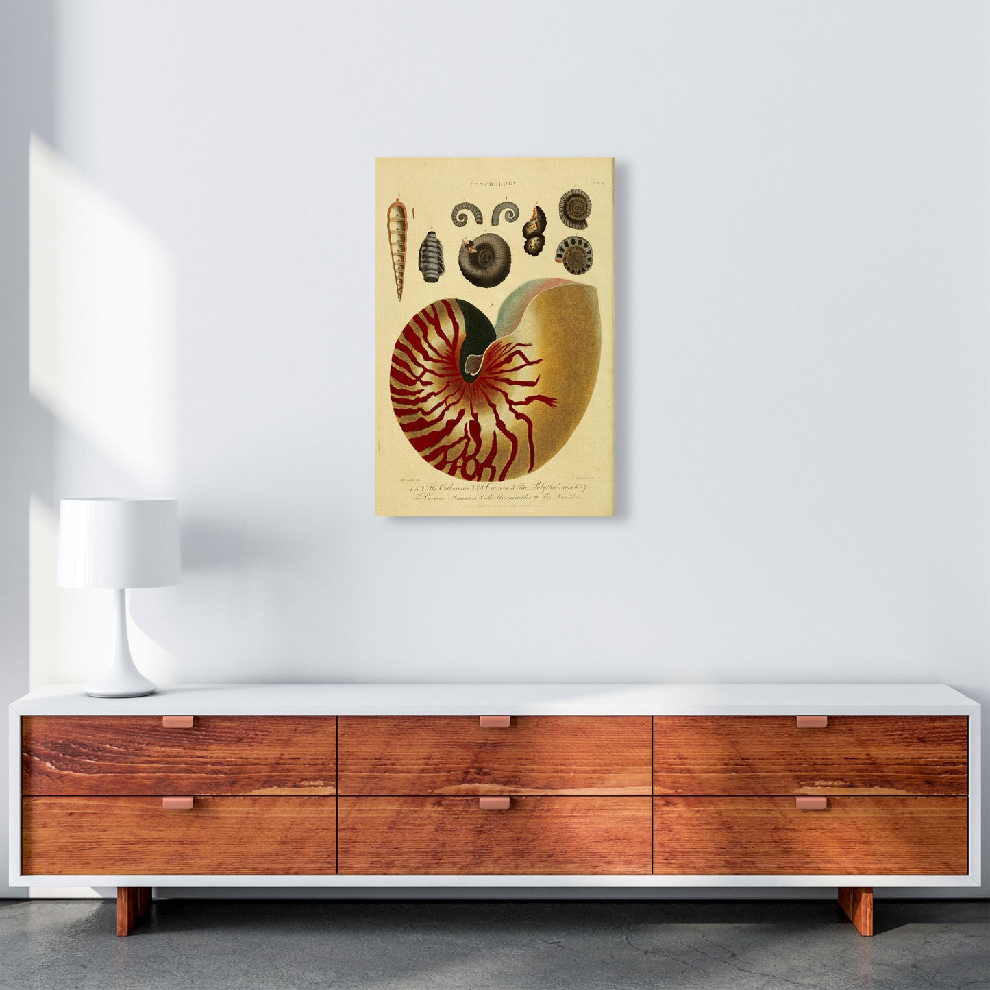 Vintage Conchology Art Print by Jason Stanley A2 Canvas