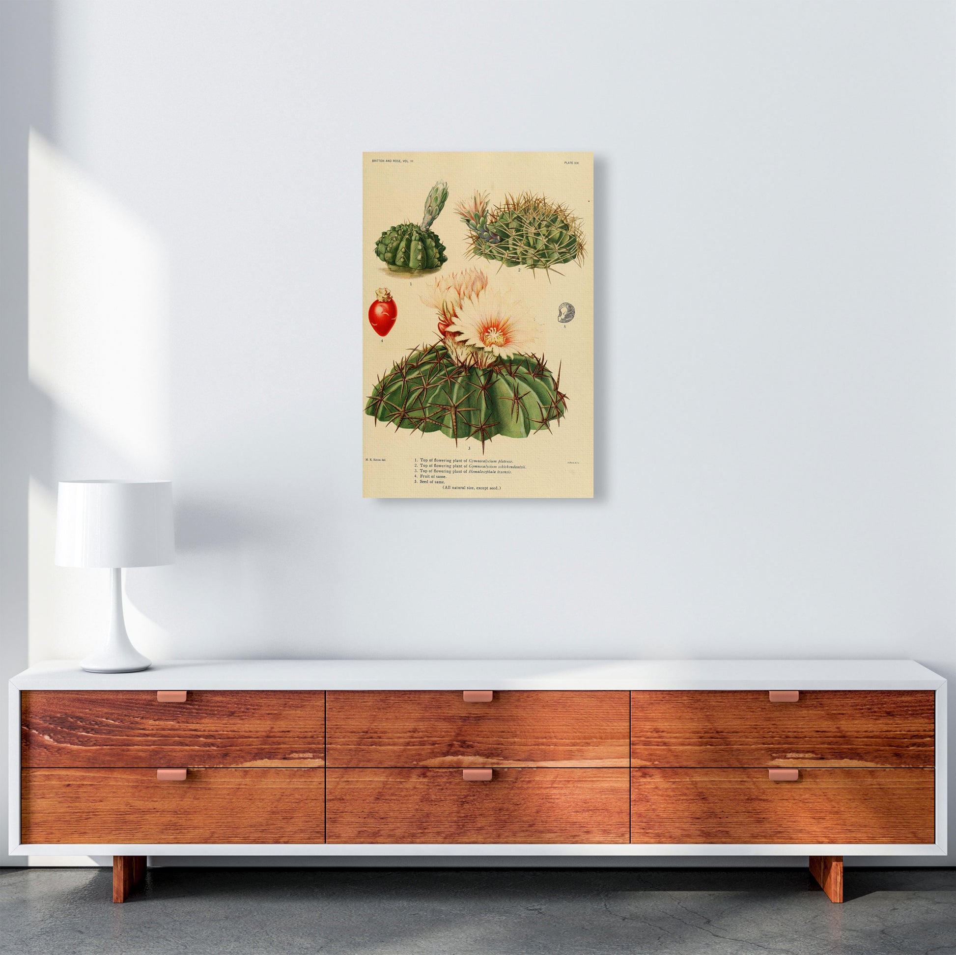 Cactus Series 14 Art Print by Jason Stanley A2 Canvas