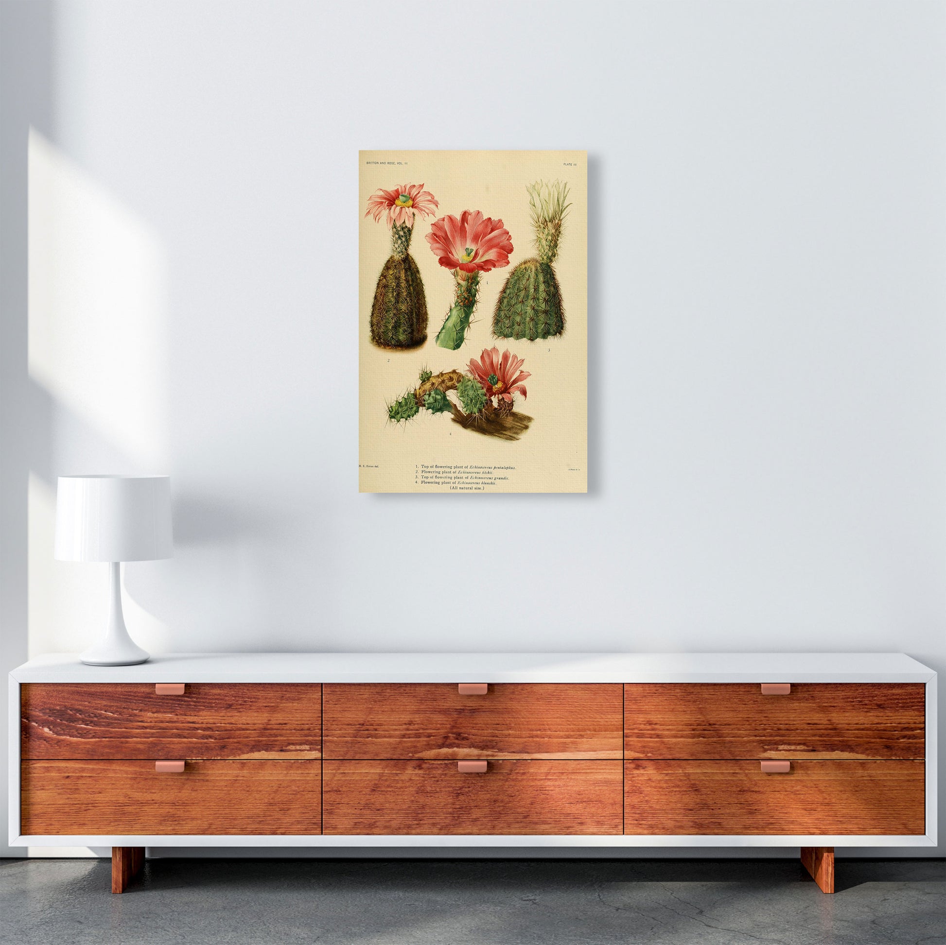 Cactus Series 2 Art Print by Jason Stanley A2 Canvas