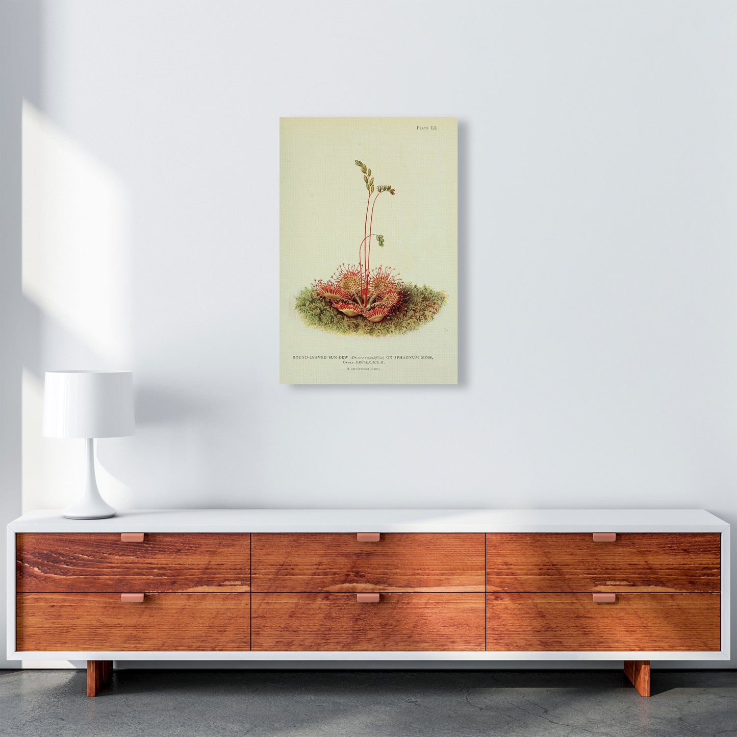Venus Fly Trap Art Print by Jason Stanley A2 Canvas