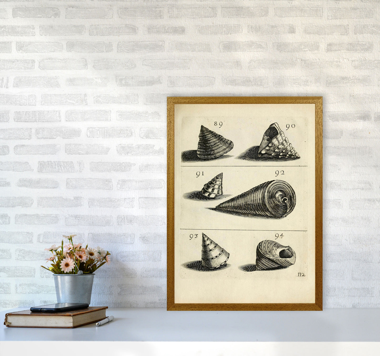 Set Of Vintage Shells Art Print by Jason Stanley A2 Print Only