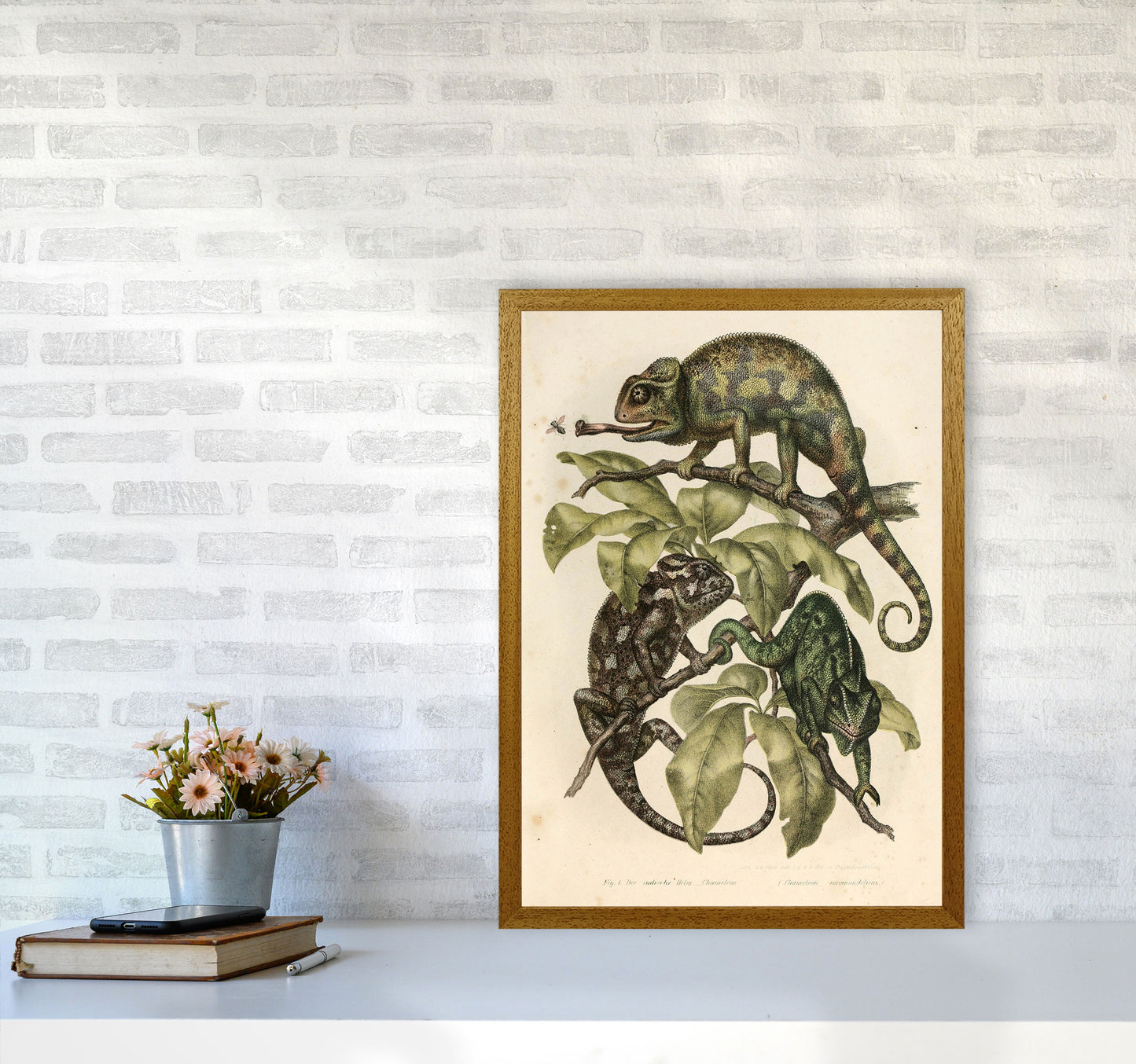 Vintage Chameleon Illustration Art Print by Jason Stanley A2 Print Only