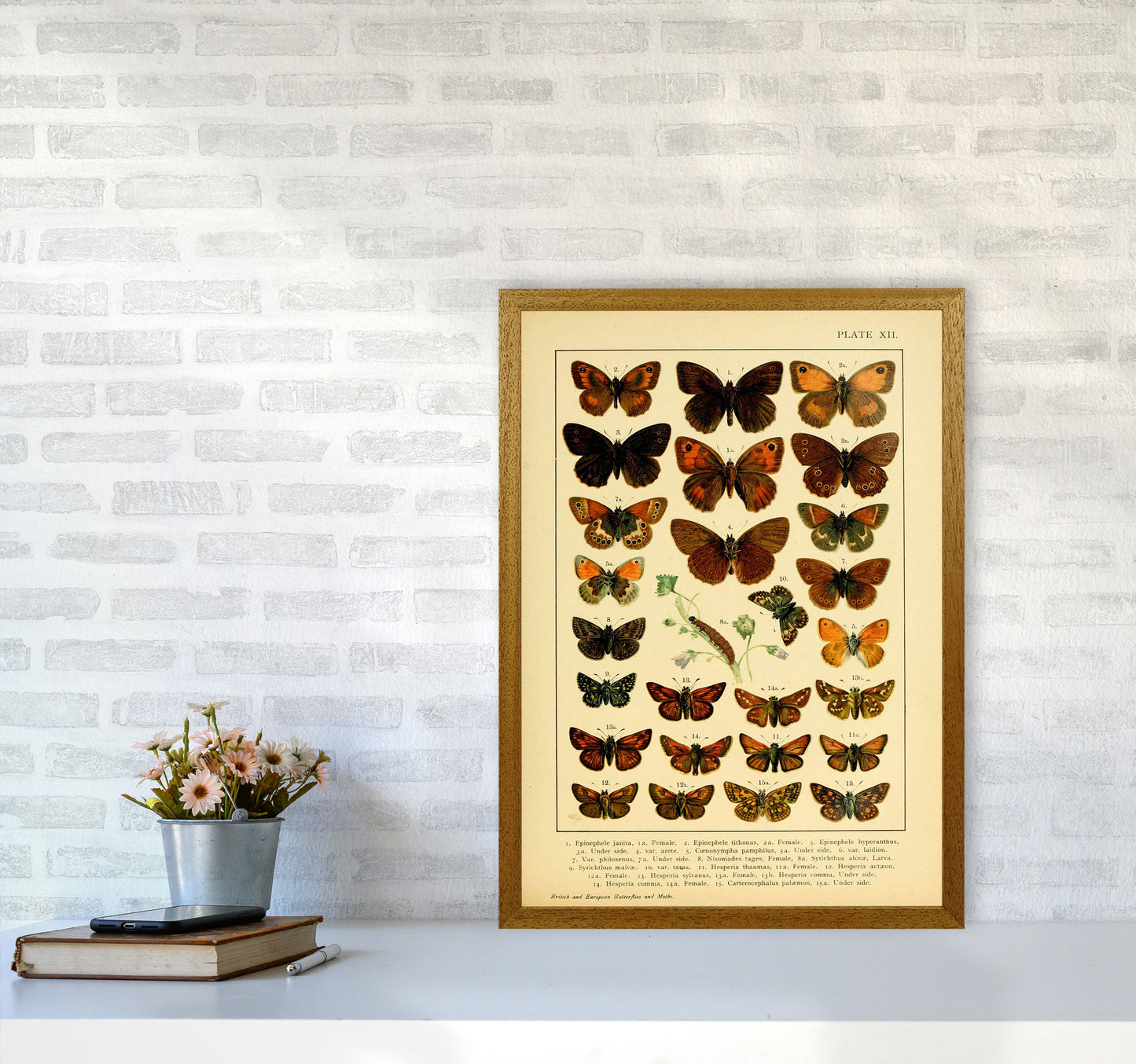 Vintage Butterfly Illustration #2 Art Print by Jason Stanley A2 Print Only