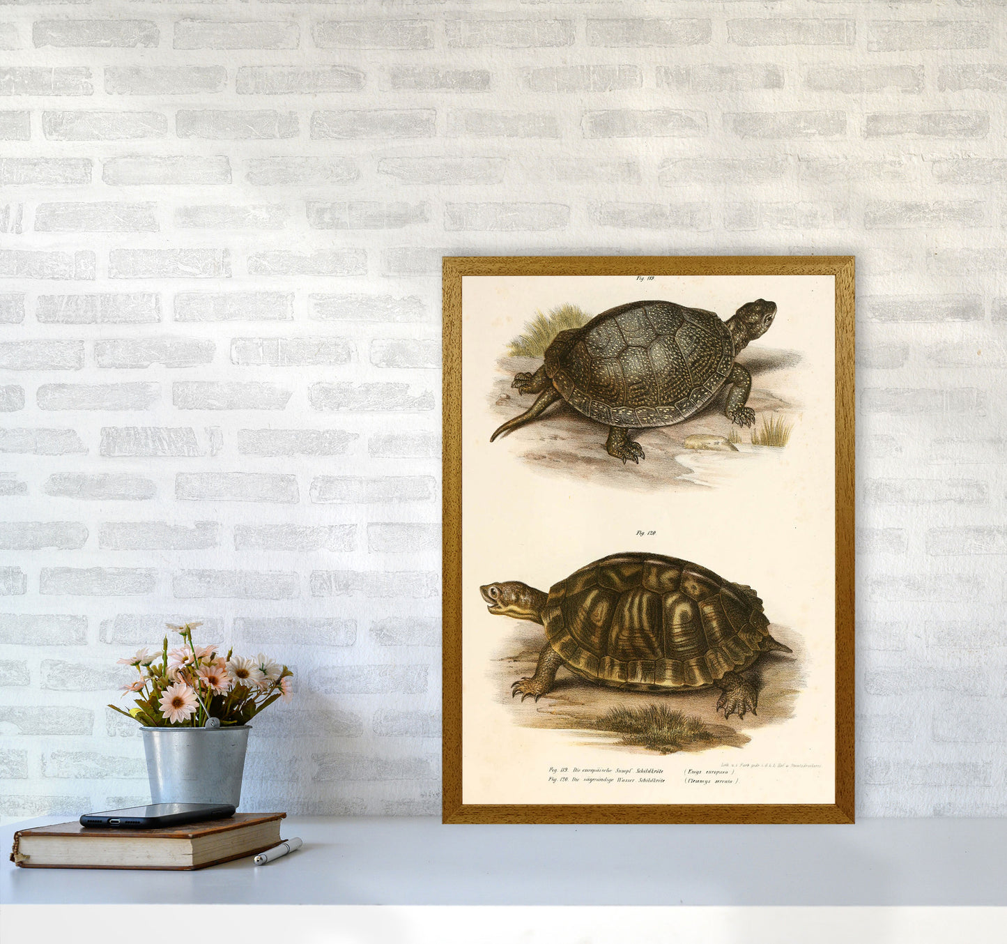 Vintage Turtle Illustration Art Print by Jason Stanley A2 Print Only
