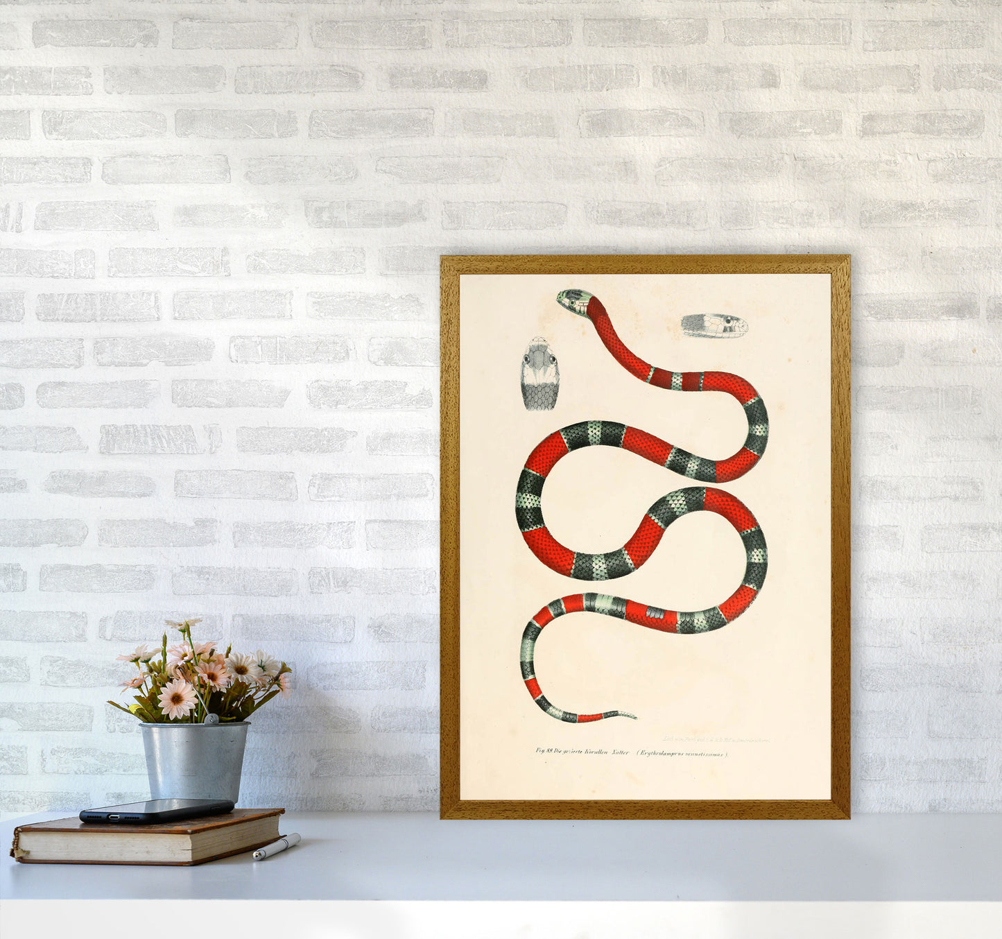 Vintage Snake Illustration 2 Art Print by Jason Stanley A2 Print Only