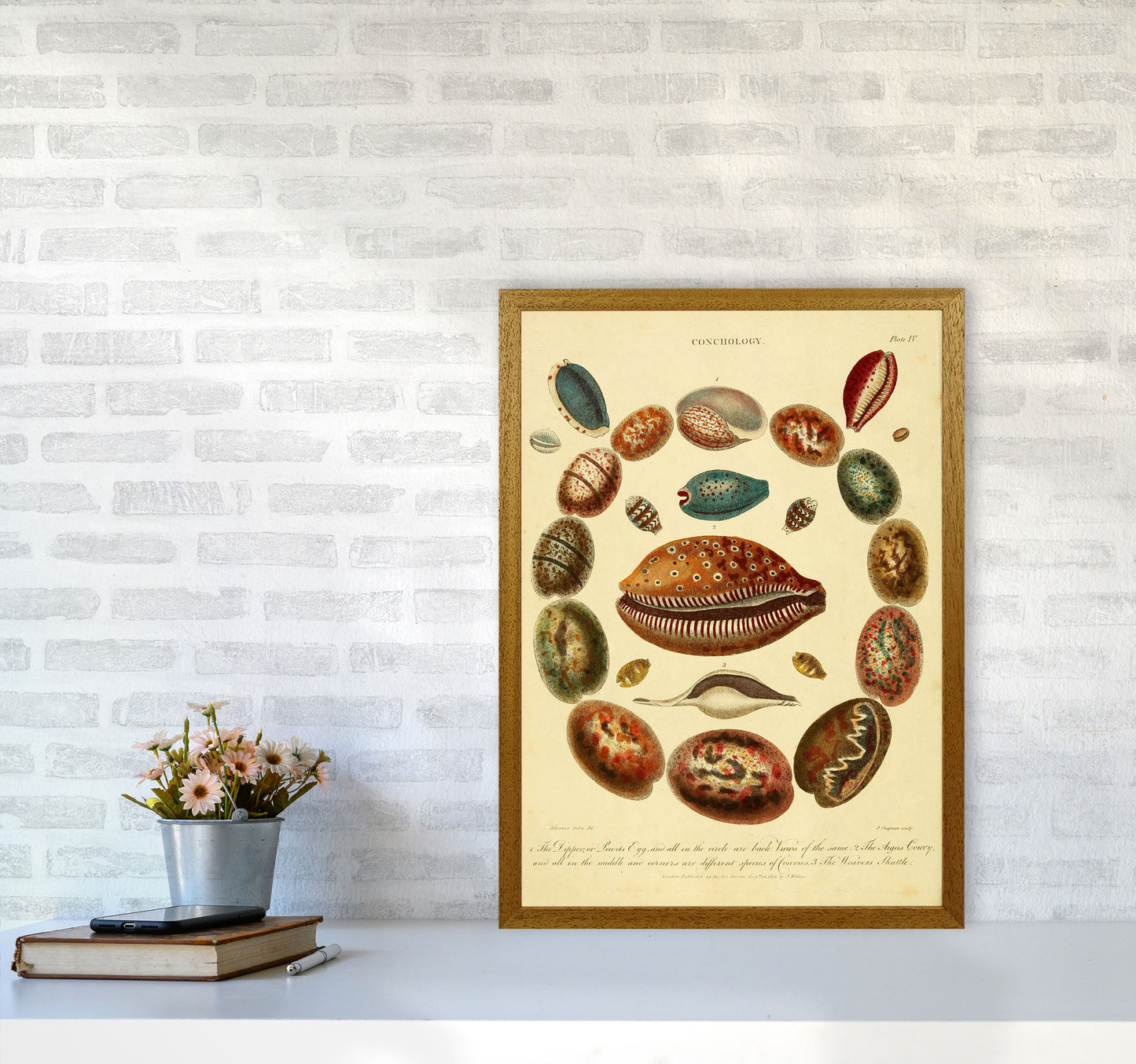 Conchology Illustration Art Print by Jason Stanley A2 Print Only