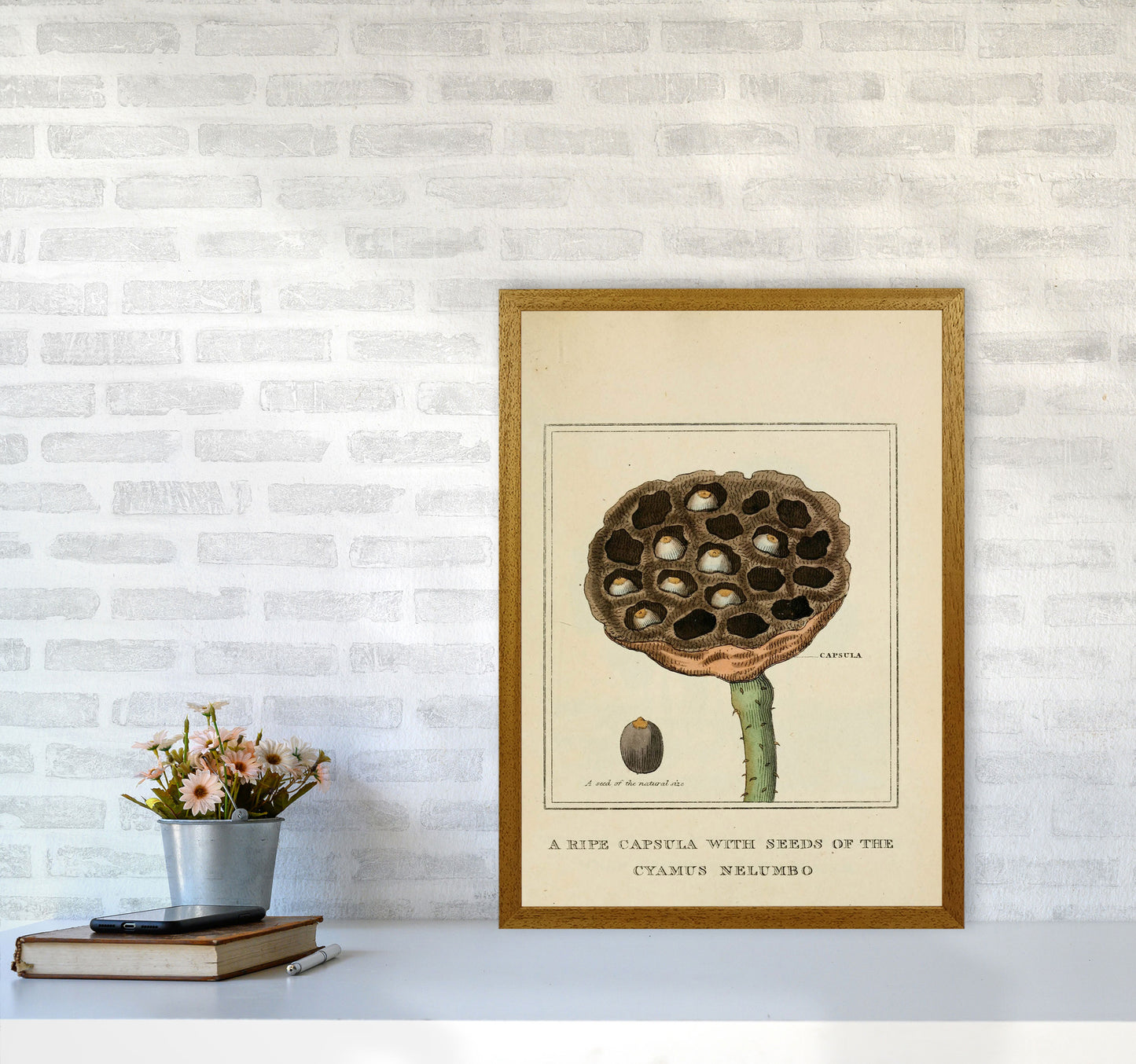 Vintage Flower Series 3 Art Print by Jason Stanley A2 Print Only