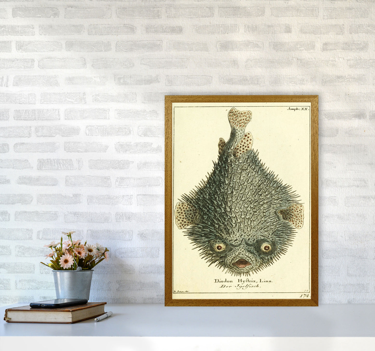 Vintage Japanese Fish Art Print by Jason Stanley A2 Print Only