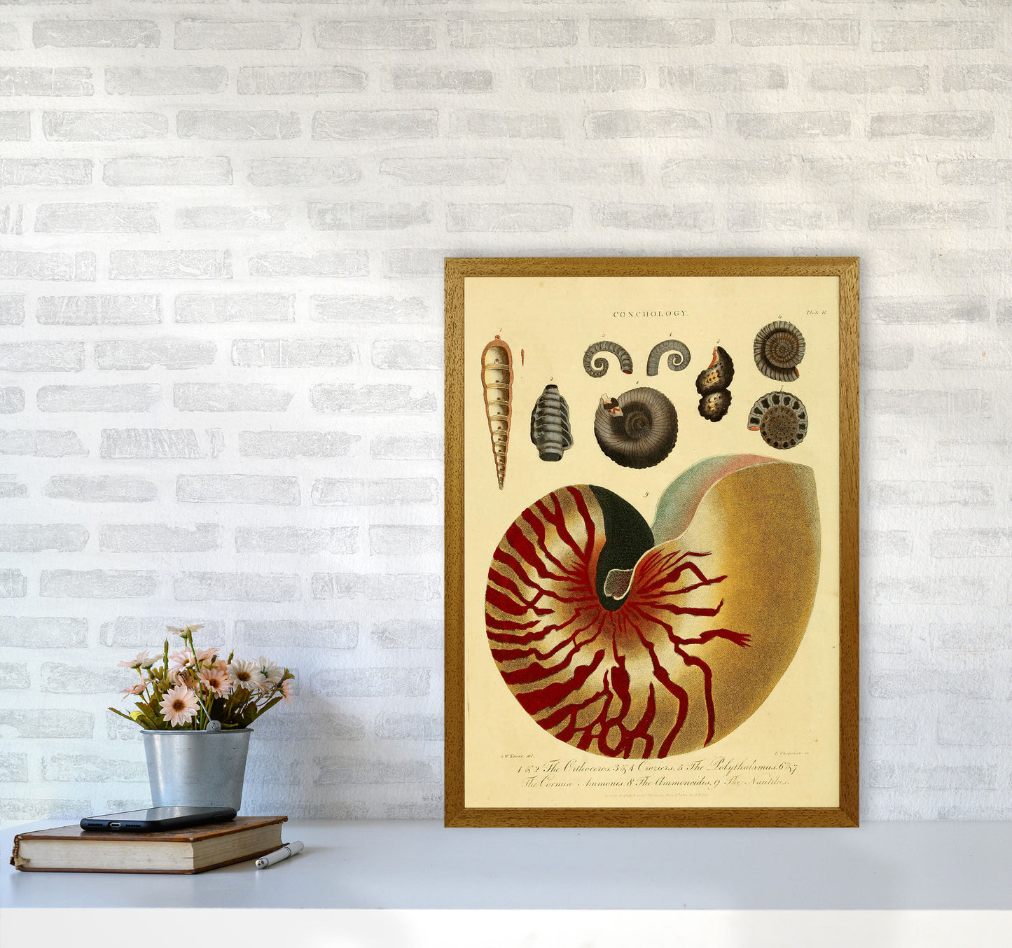 Vintage Conchology Art Print by Jason Stanley A2 Print Only