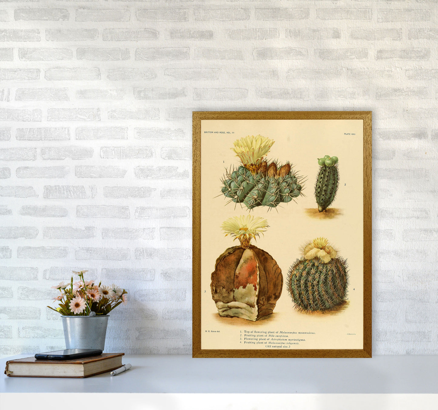 Cactus Series 16 Art Print by Jason Stanley A2 Print Only