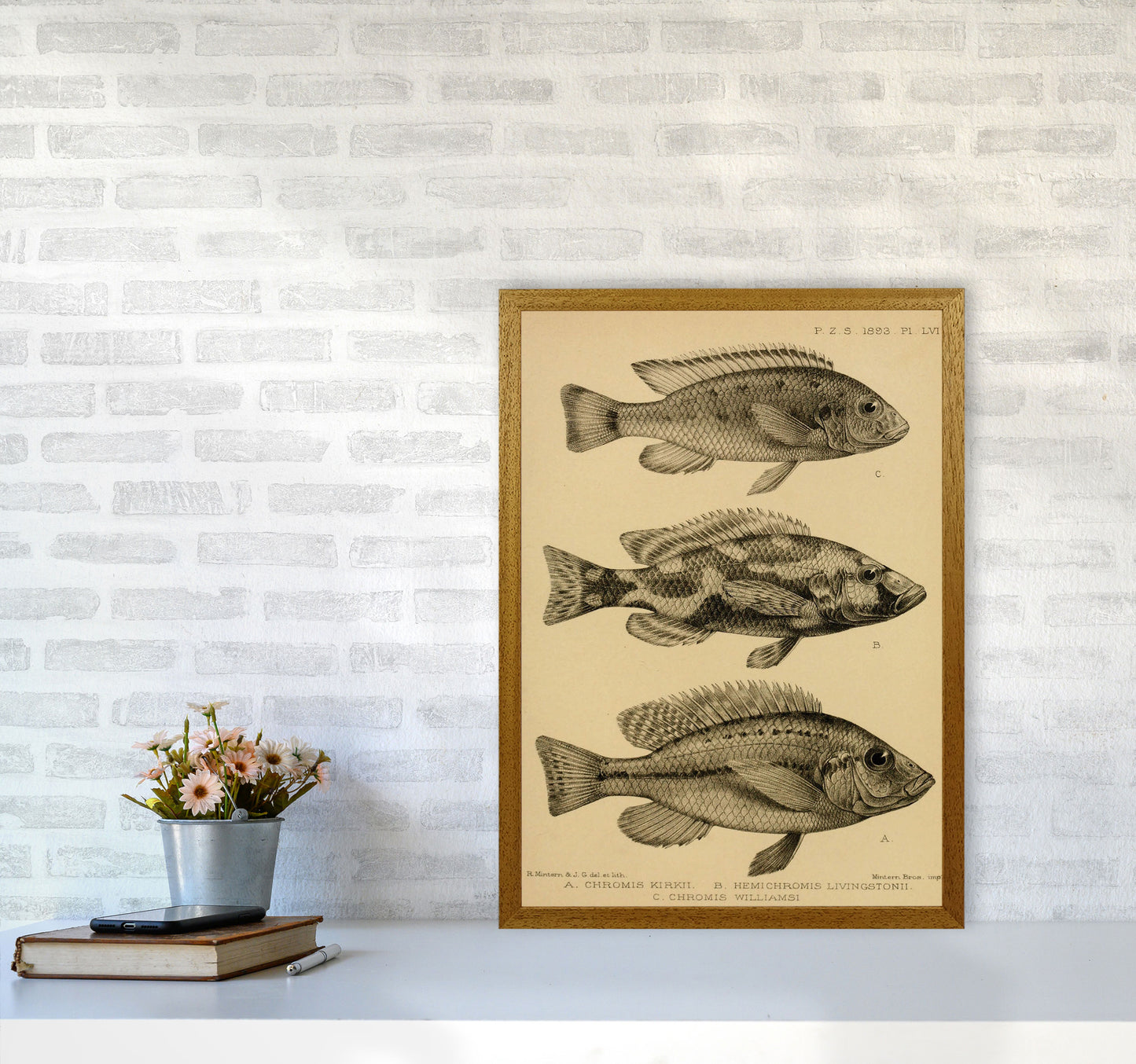 Various Fish Art Print by Jason Stanley A2 Print Only