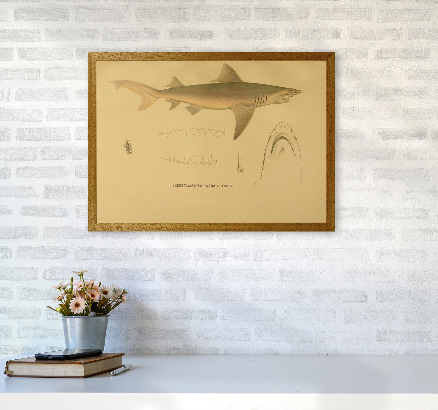 Shark Series 3 Art Print by Jason Stanley A2 Print Only