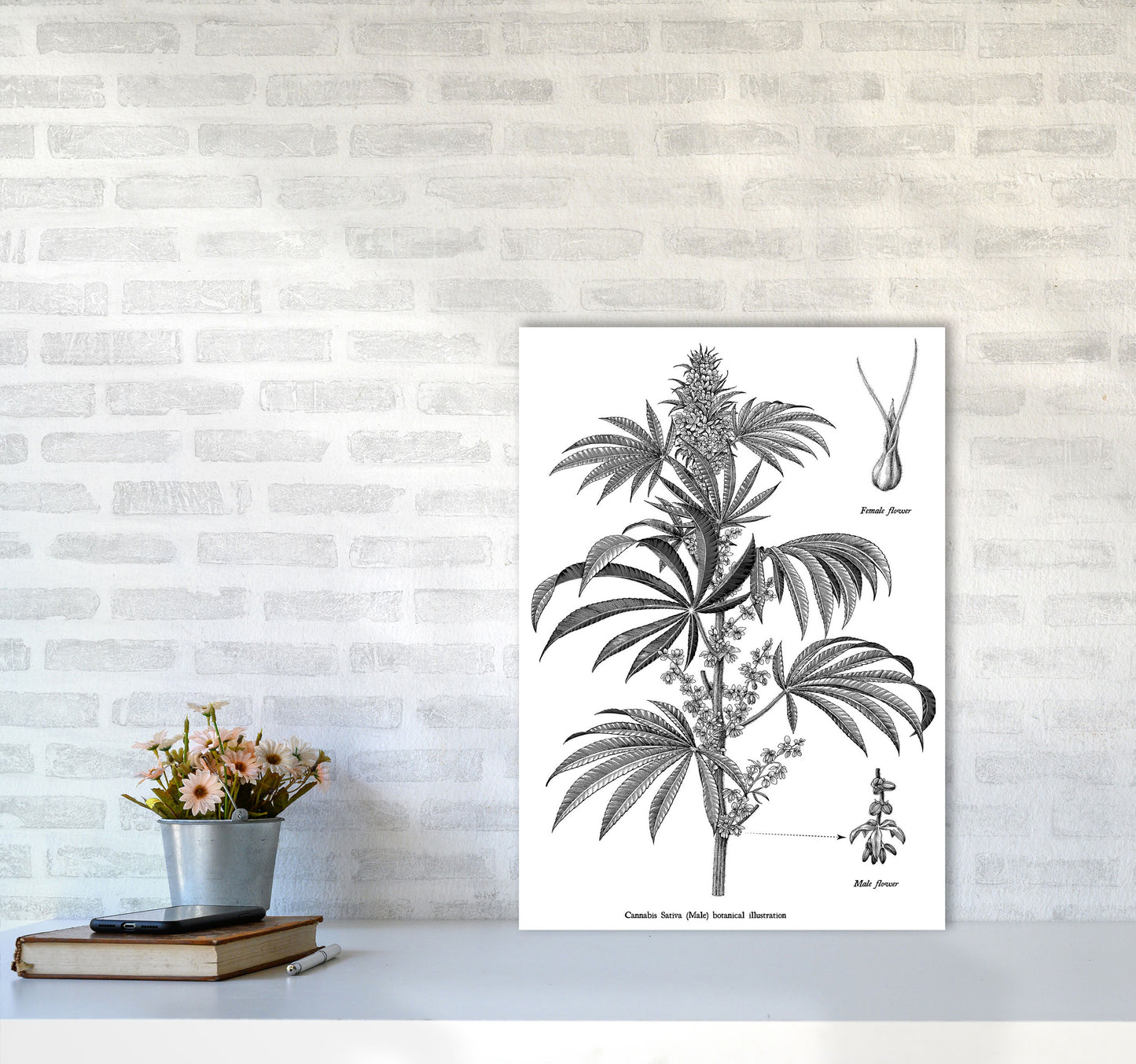 Cannabis Sativa Botanical Illustration Art Print by Jason Stanley A2 Black Frame
