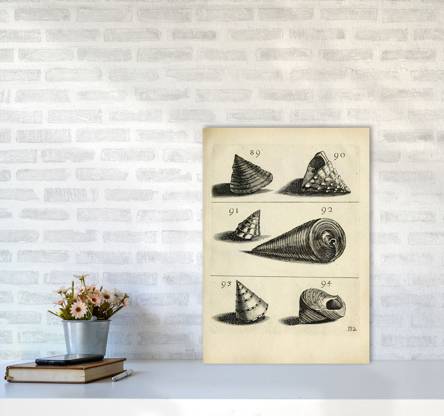 Set Of Vintage Shells Art Print by Jason Stanley A2 Black Frame