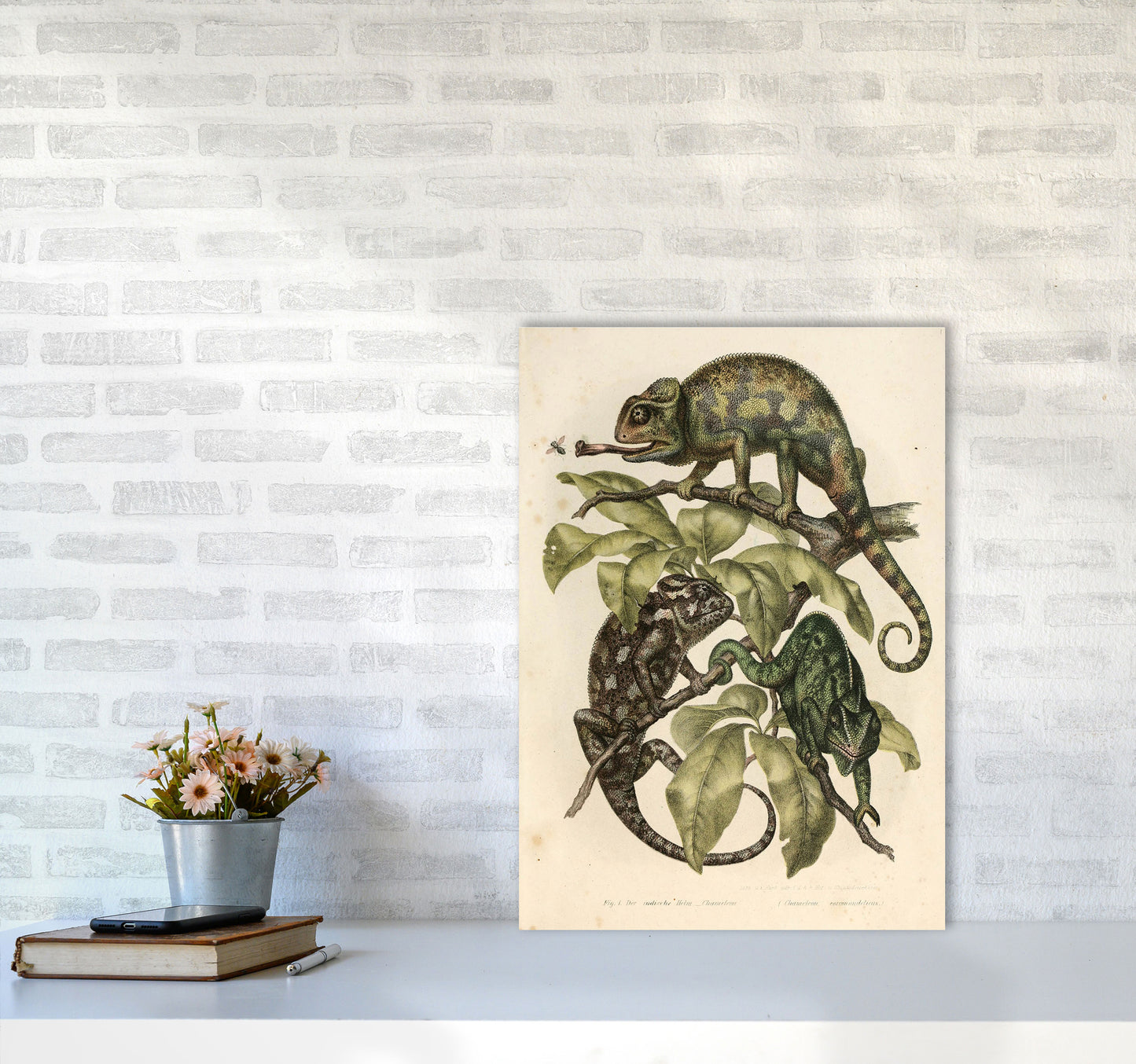 Vintage Chameleon Illustration Art Print by Jason Stanley A2 Black Frame