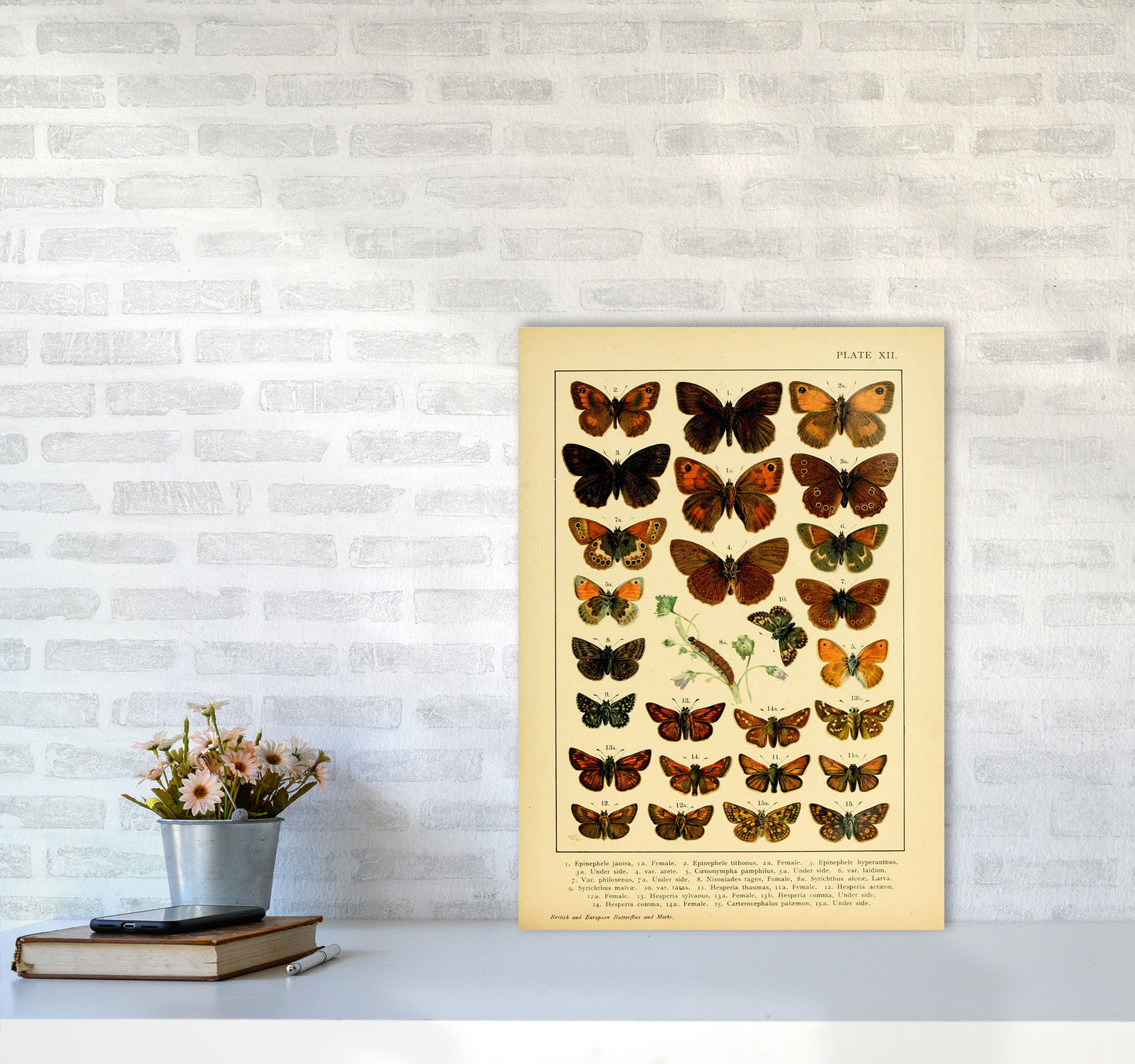Vintage Butterfly Illustration #2 Art Print by Jason Stanley A2 Black Frame