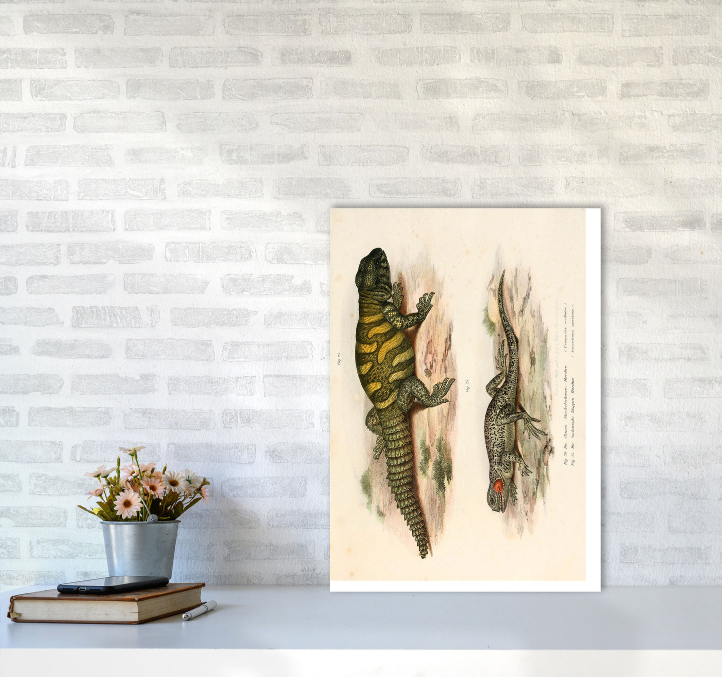 Vintage Lizard Illustration Art Print by Jason Stanley A2 Black Frame