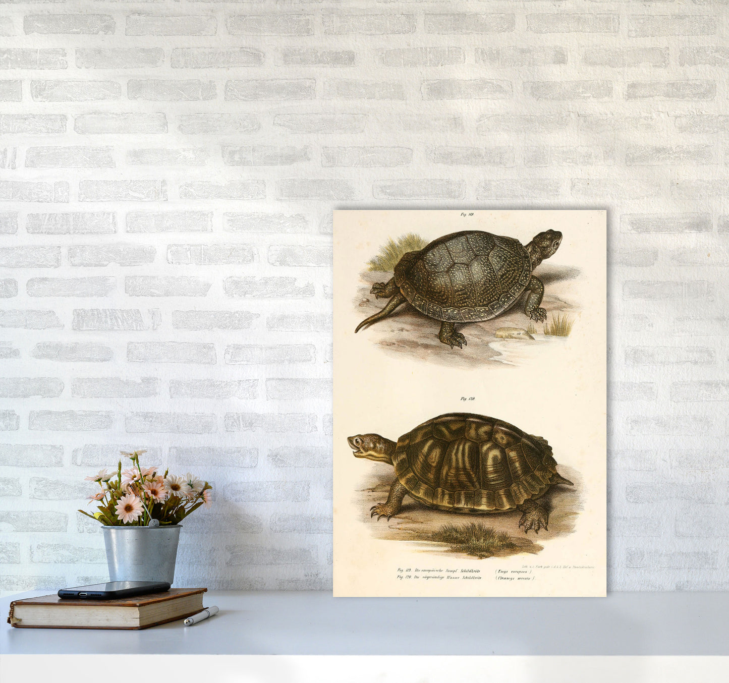 Vintage Turtle Illustration Art Print by Jason Stanley A2 Black Frame