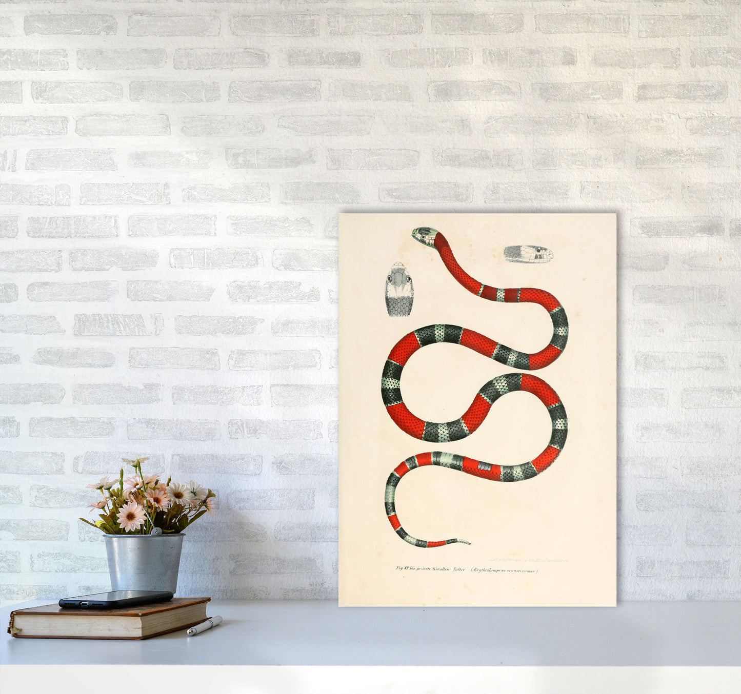 Vintage Snake Illustration 2 Art Print by Jason Stanley A2 Black Frame