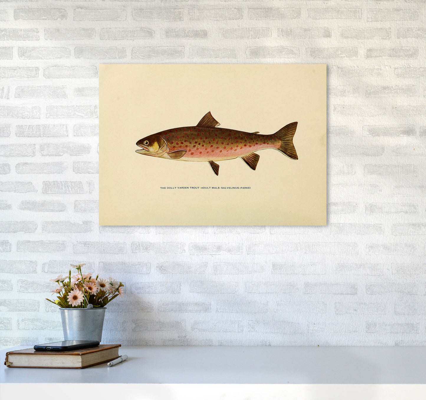 Dolly Varden Trout Illustration Art Print by Jason Stanley A2 Black Frame