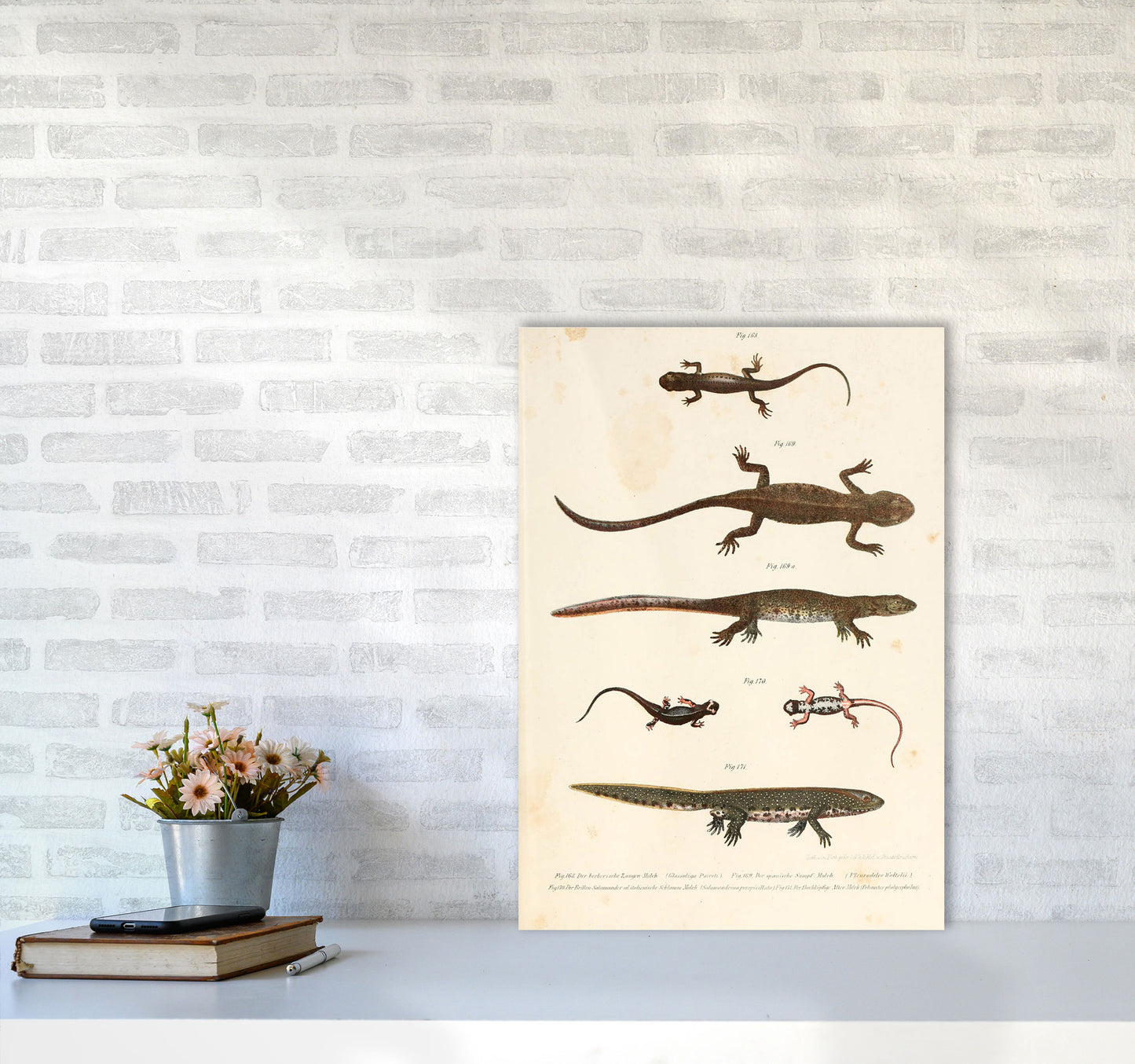 Vintage Newt Illustration Art Print by Jason Stanley A2 Black Frame
