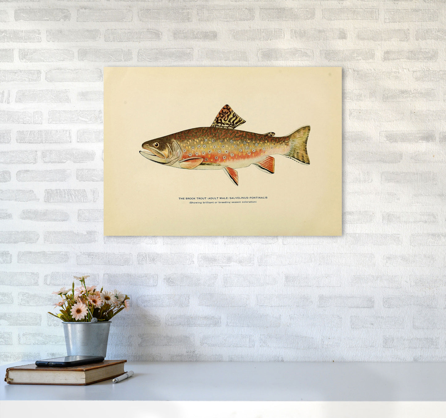 Brook Trout Illustration Art Print by Jason Stanley A2 Black Frame