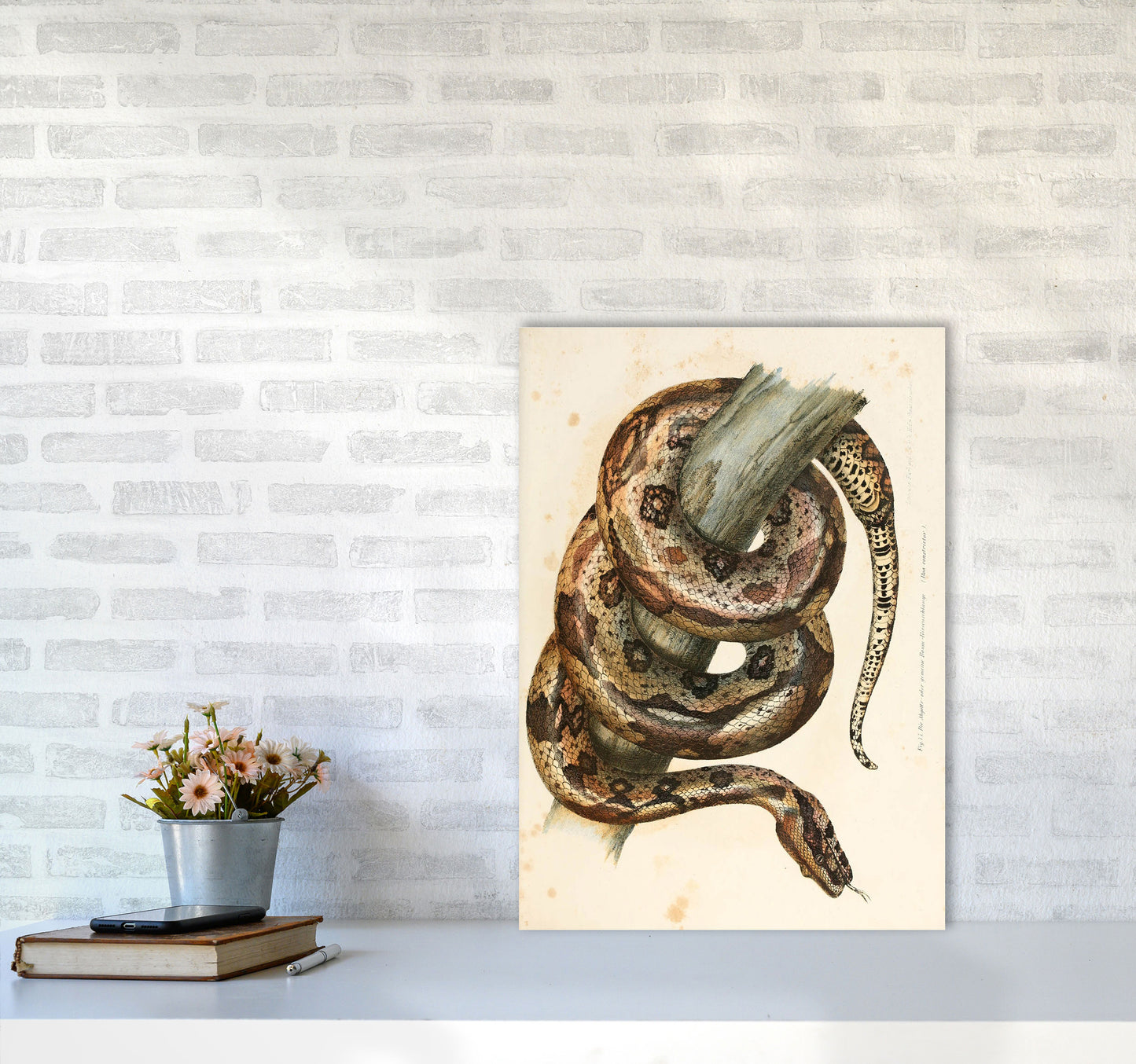 Vintage Snake Illustration Art Print by Jason Stanley A2 Black Frame