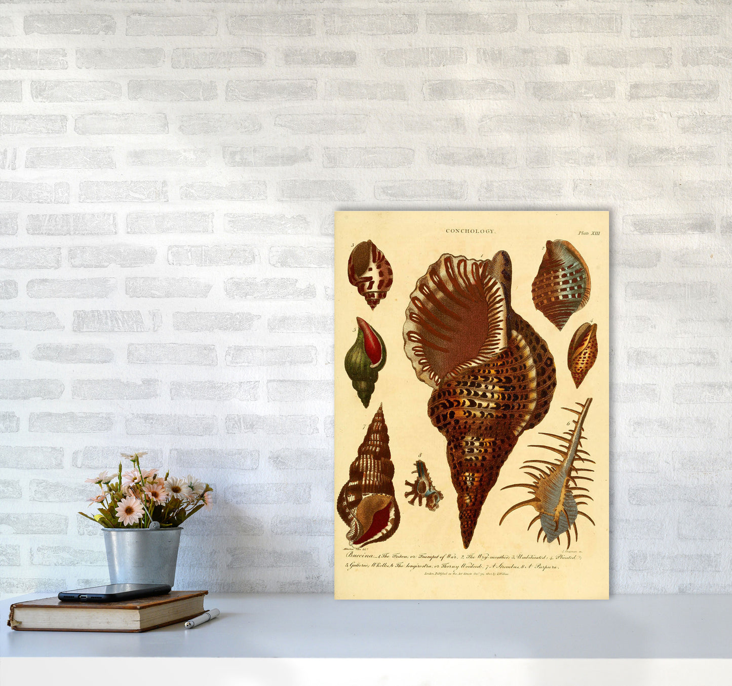Vintage Conchology 2 Art Print by Jason Stanley A2 Black Frame