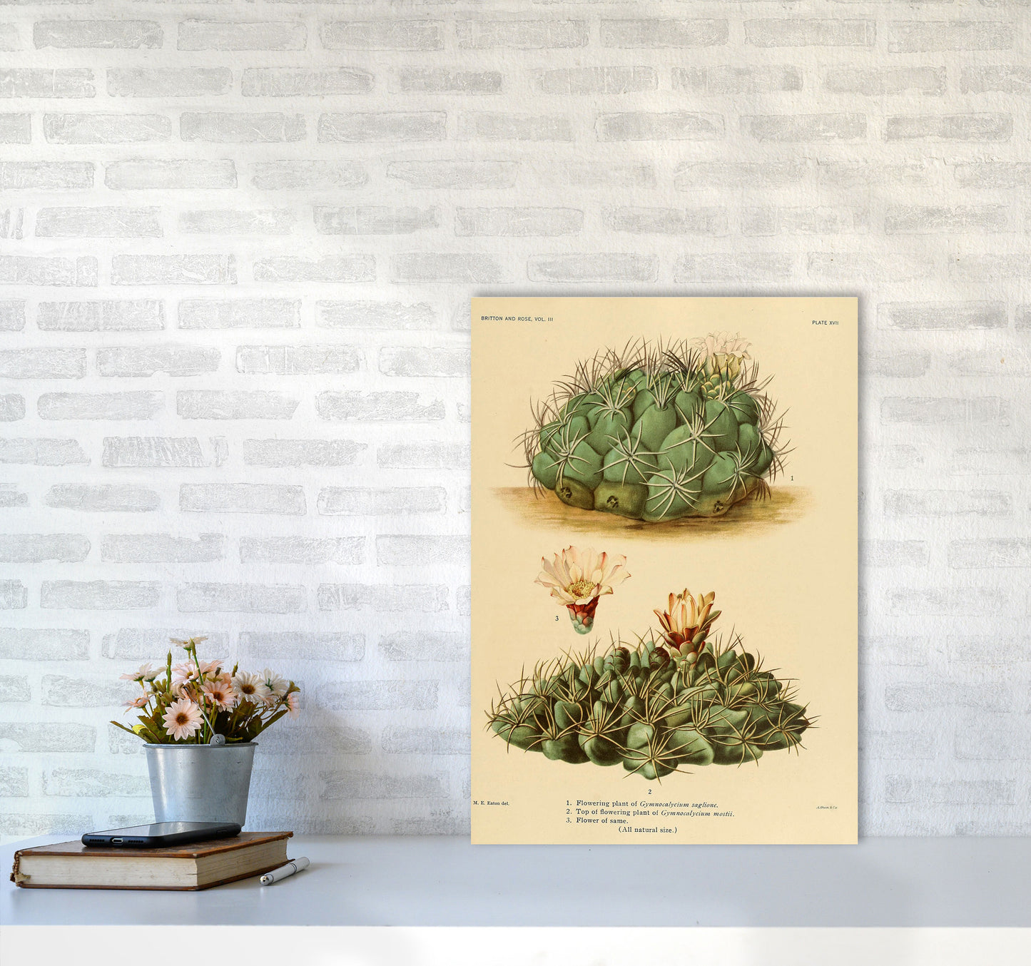 Cactus Series 12 Art Print by Jason Stanley A2 Black Frame