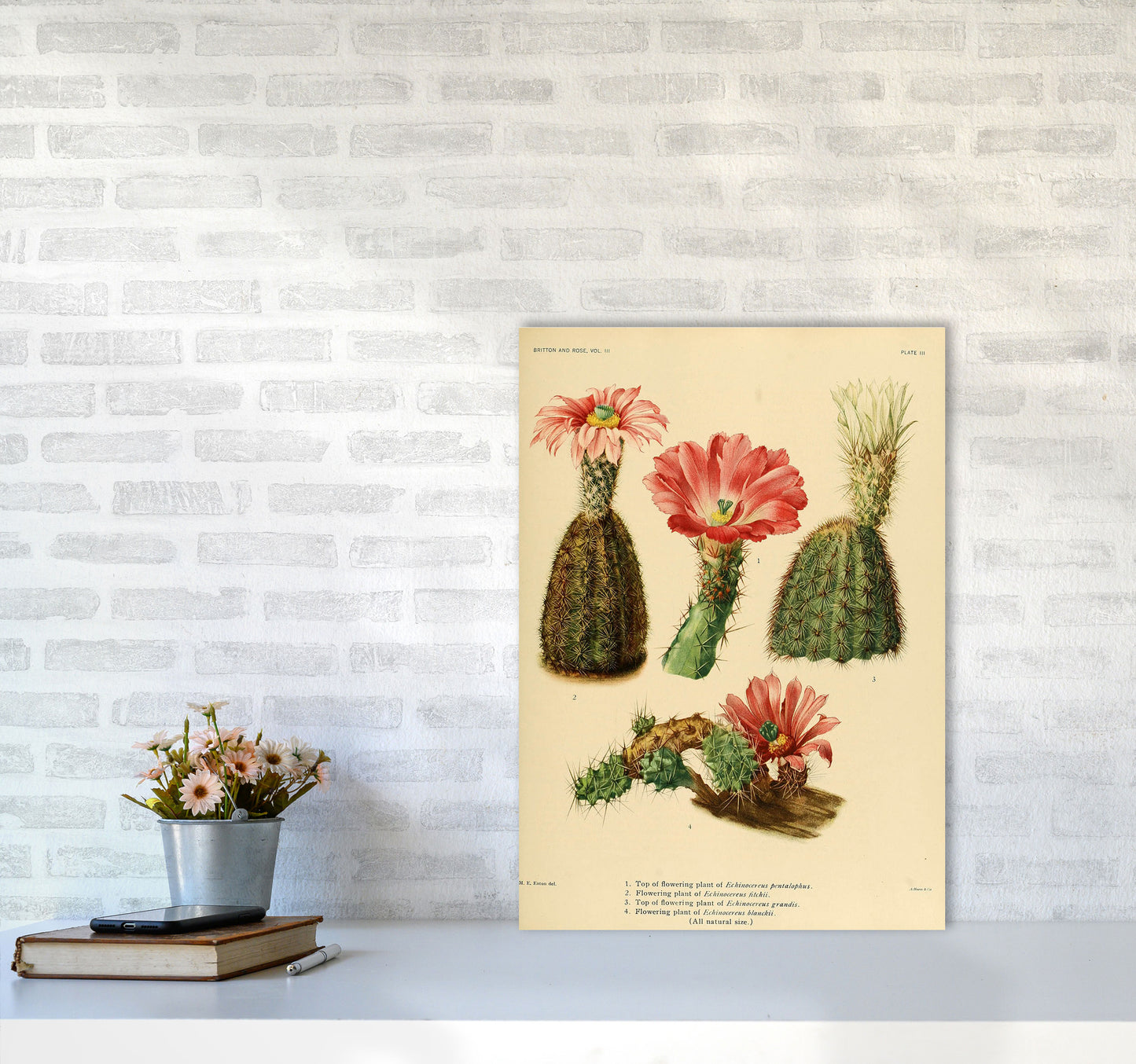 Cactus Series 2 Art Print by Jason Stanley A2 Black Frame